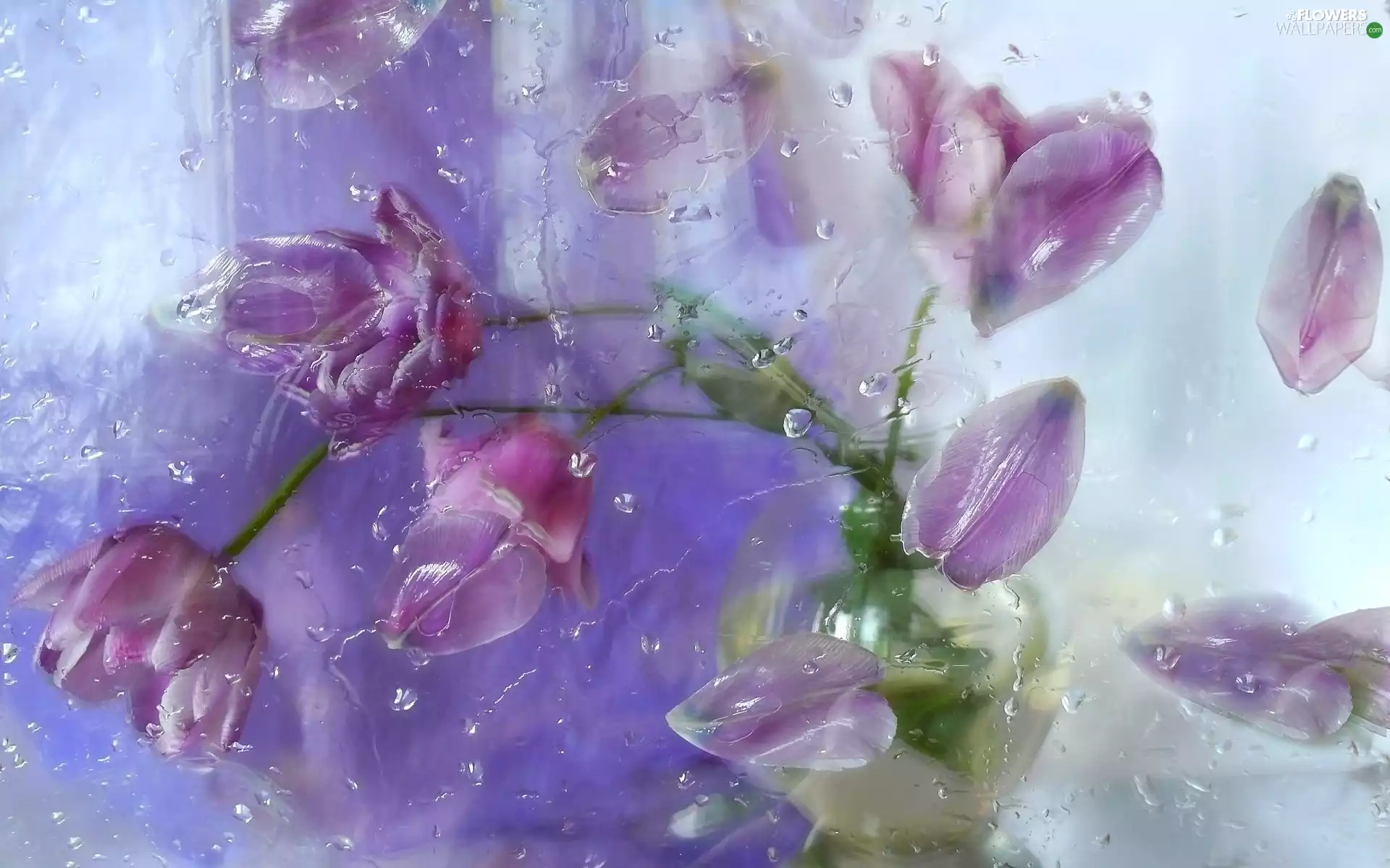 purple, Glass, Rain, Tulips