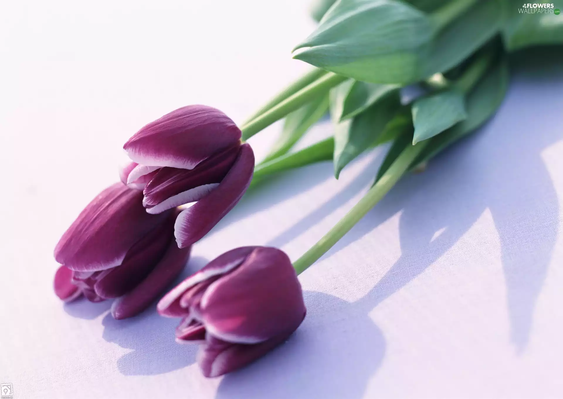 Tulips, Three, purple