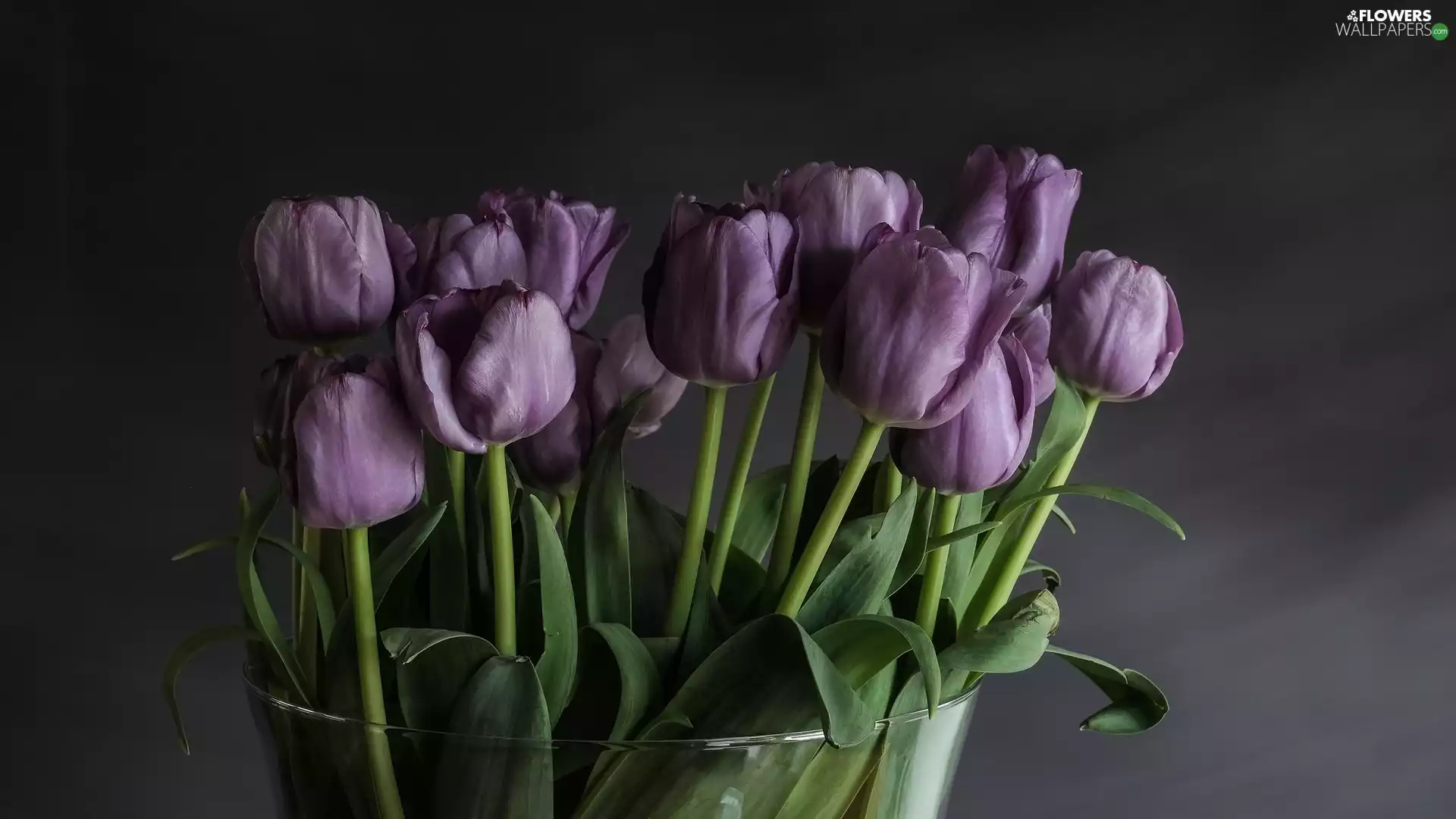 purple, glass, Vase, Tulips