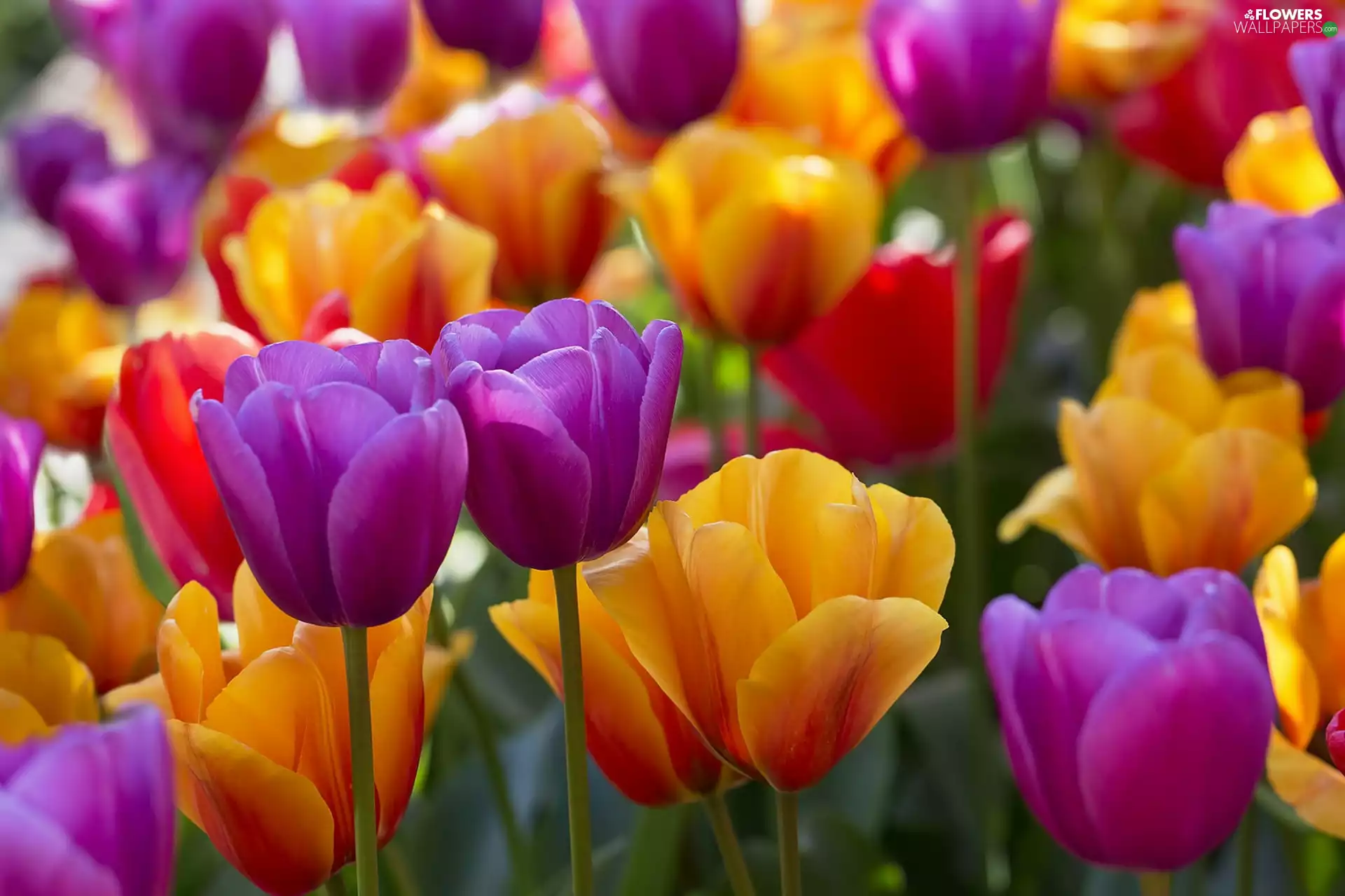 Tulips, Yellow, purple
