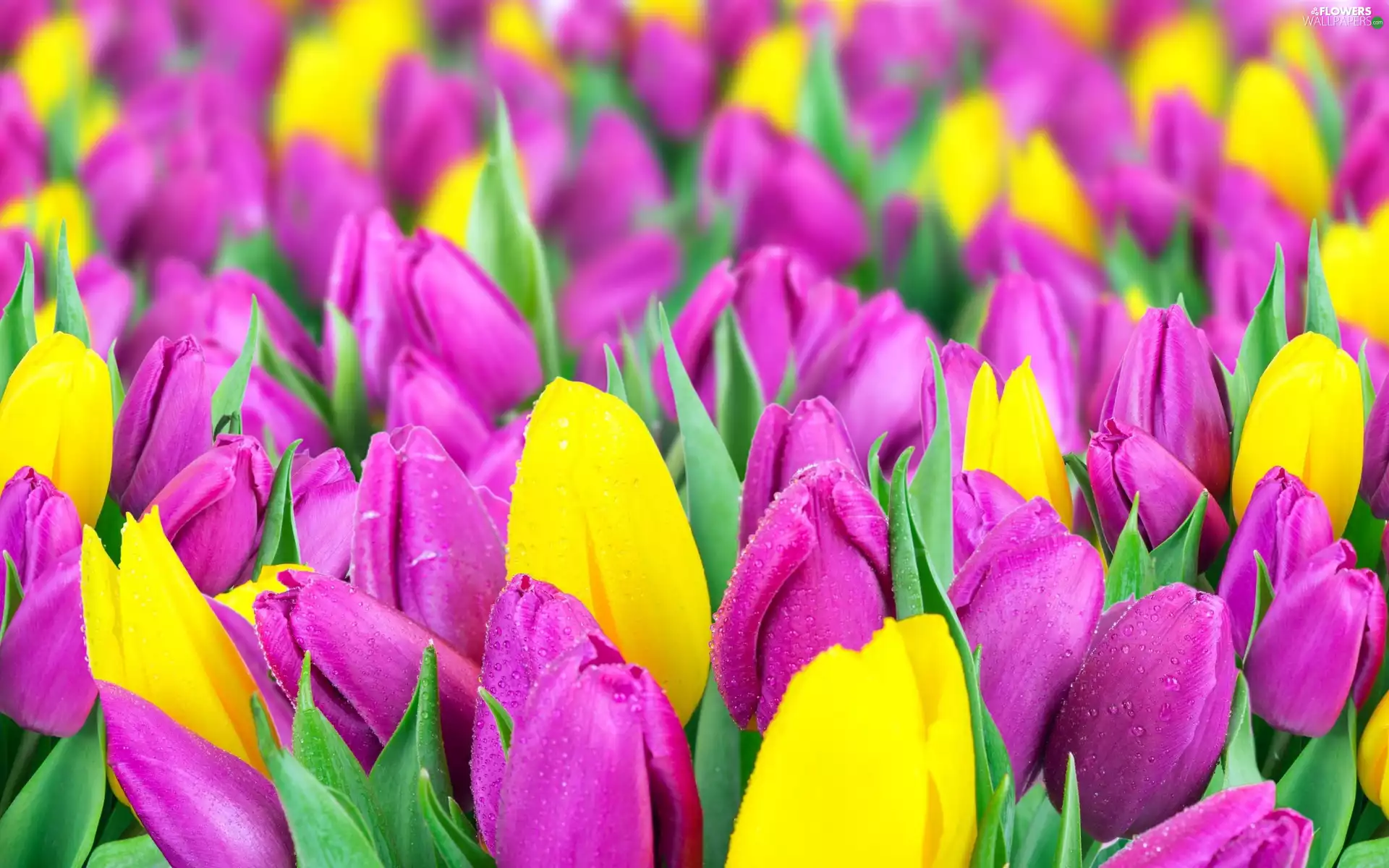 Tulips, Yellow, purple