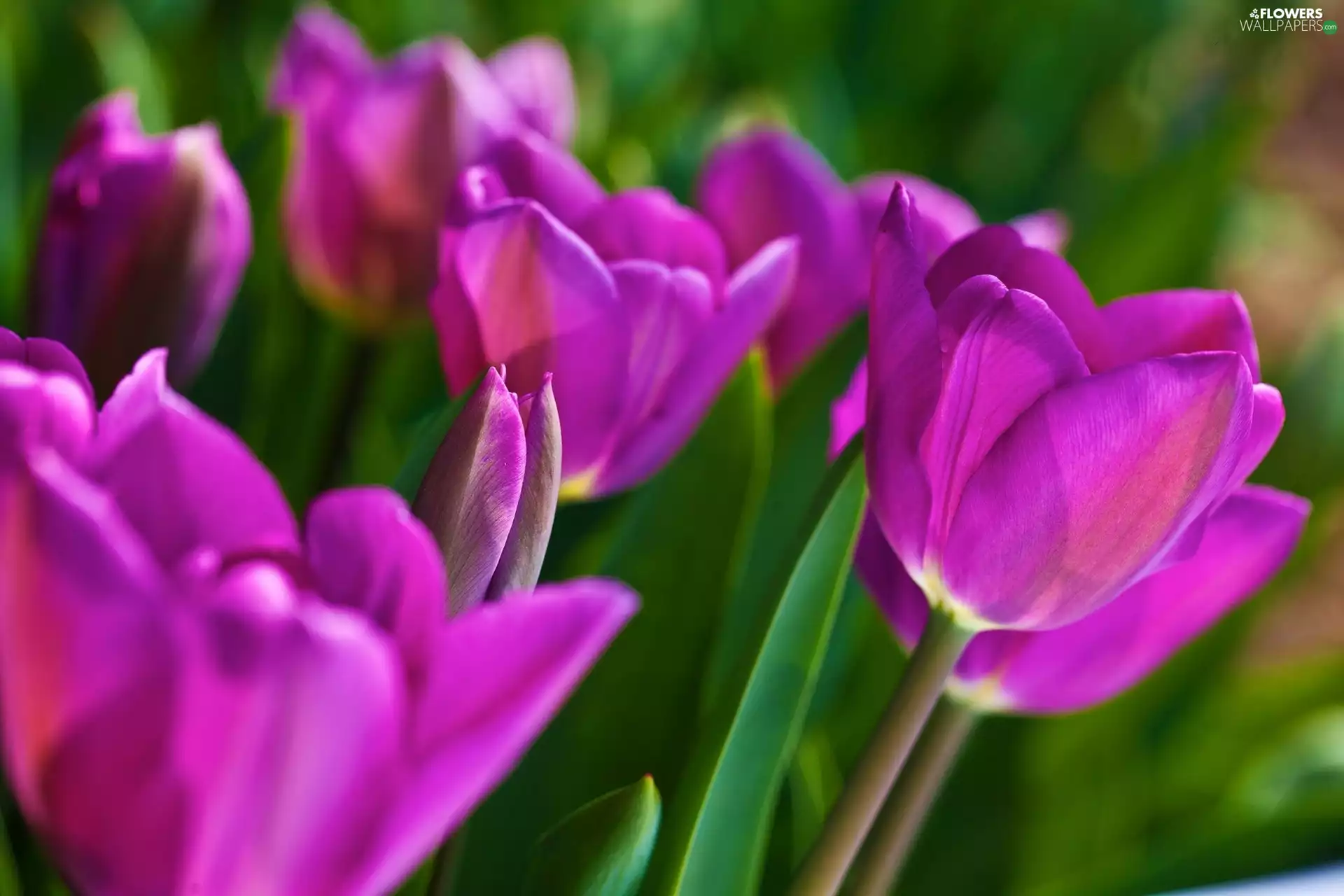 purple, Tulips - Flowers wallpapers: 2048x1365