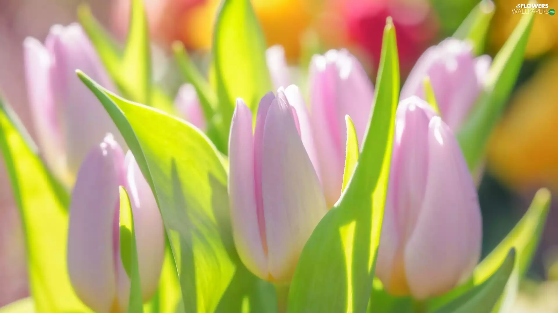 rapprochement, pale pink, Tulips