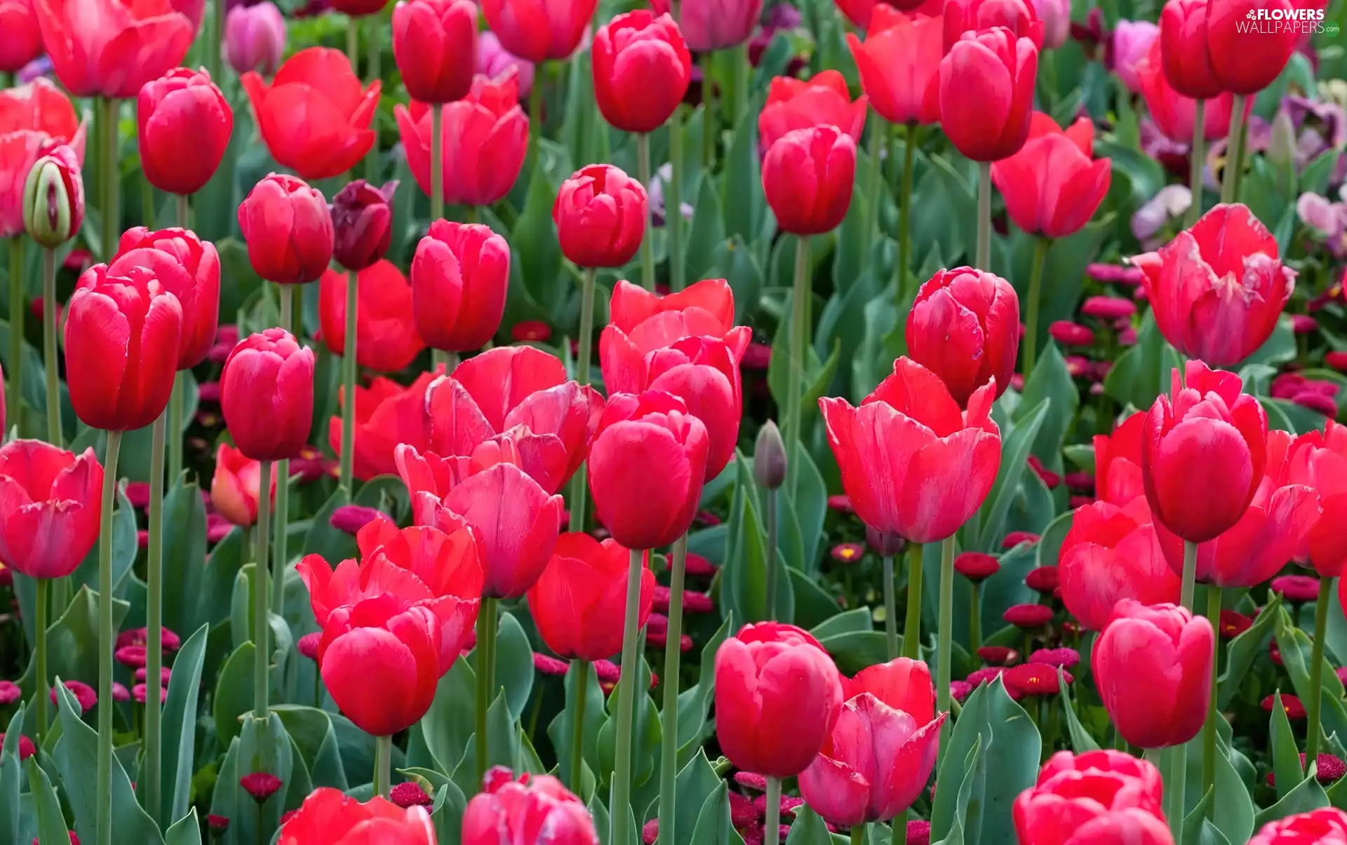 Red, Tulips