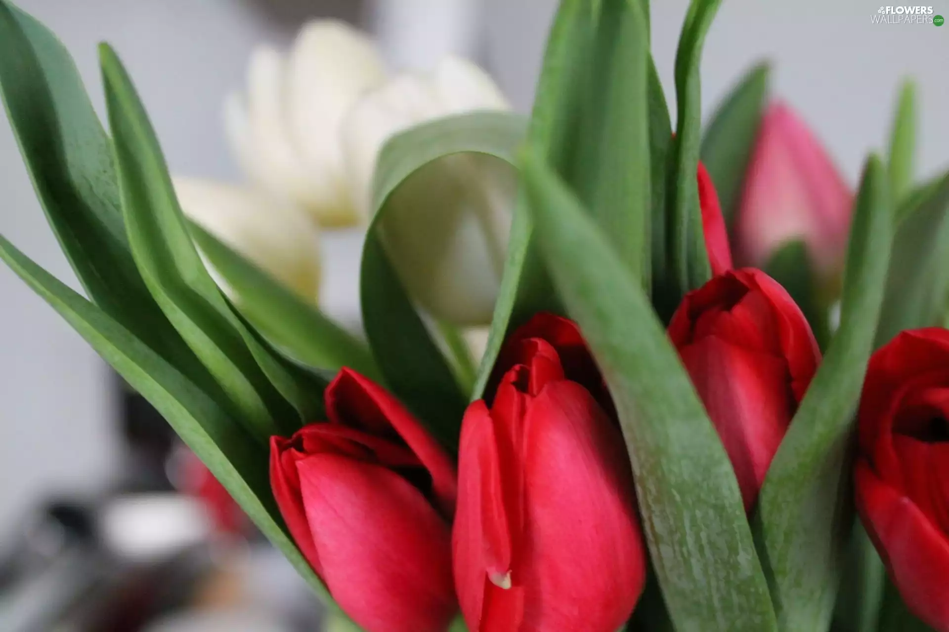 Red, Tulips