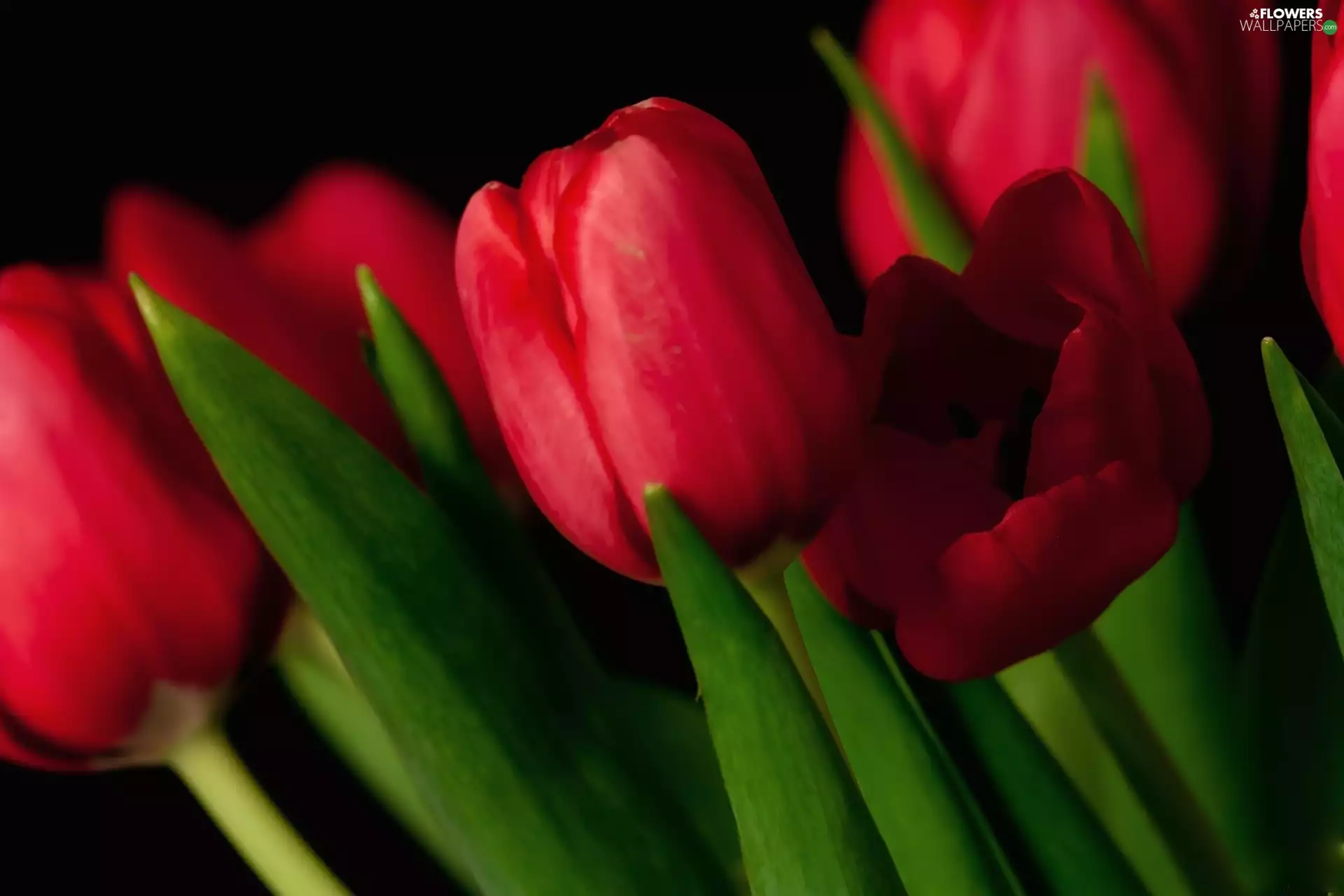 Red, Tulips