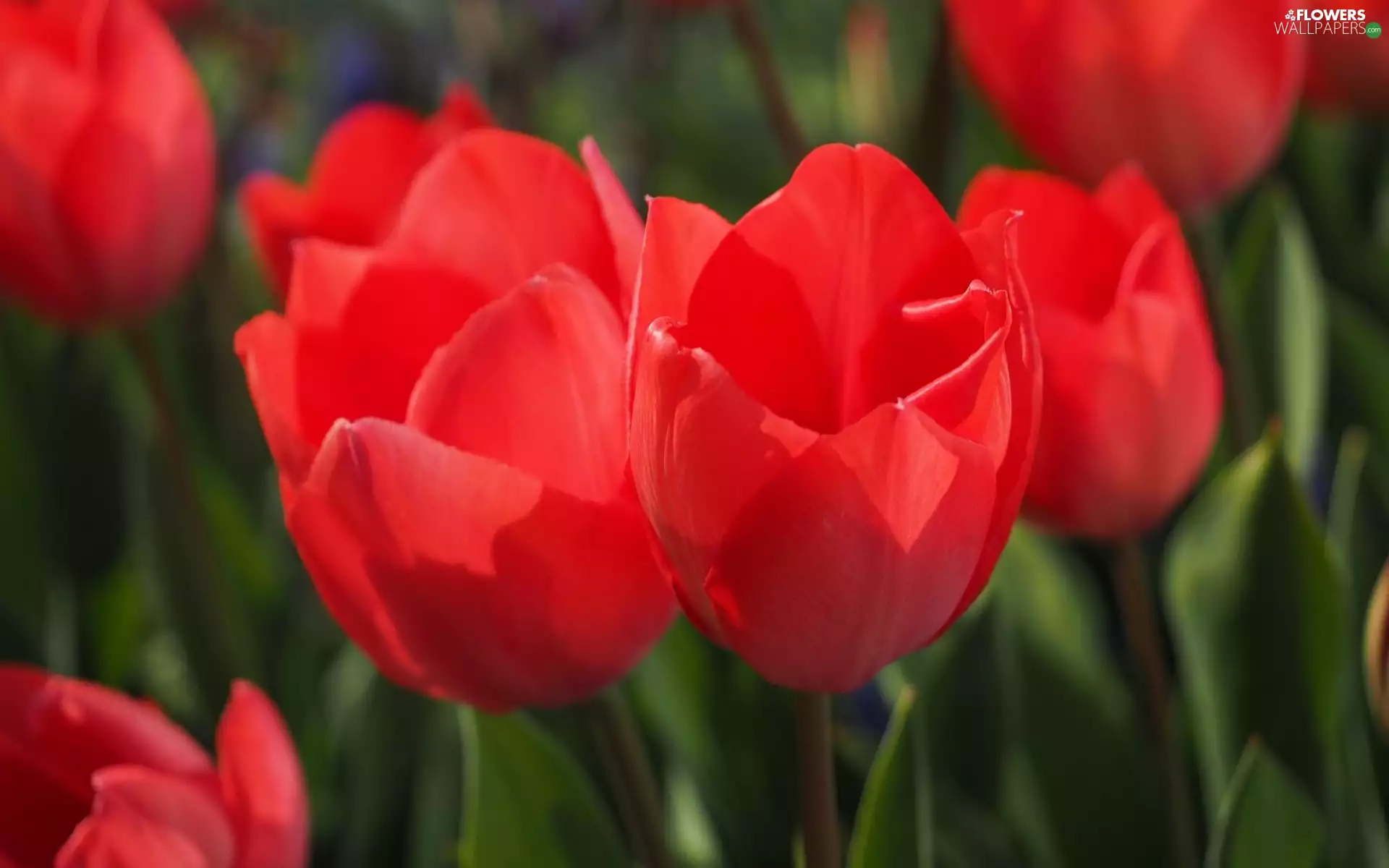Tulips, Red