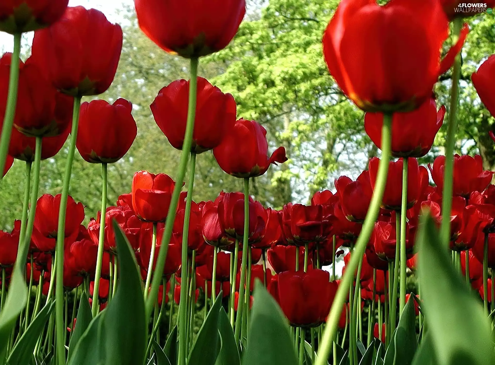 Red, Tulips