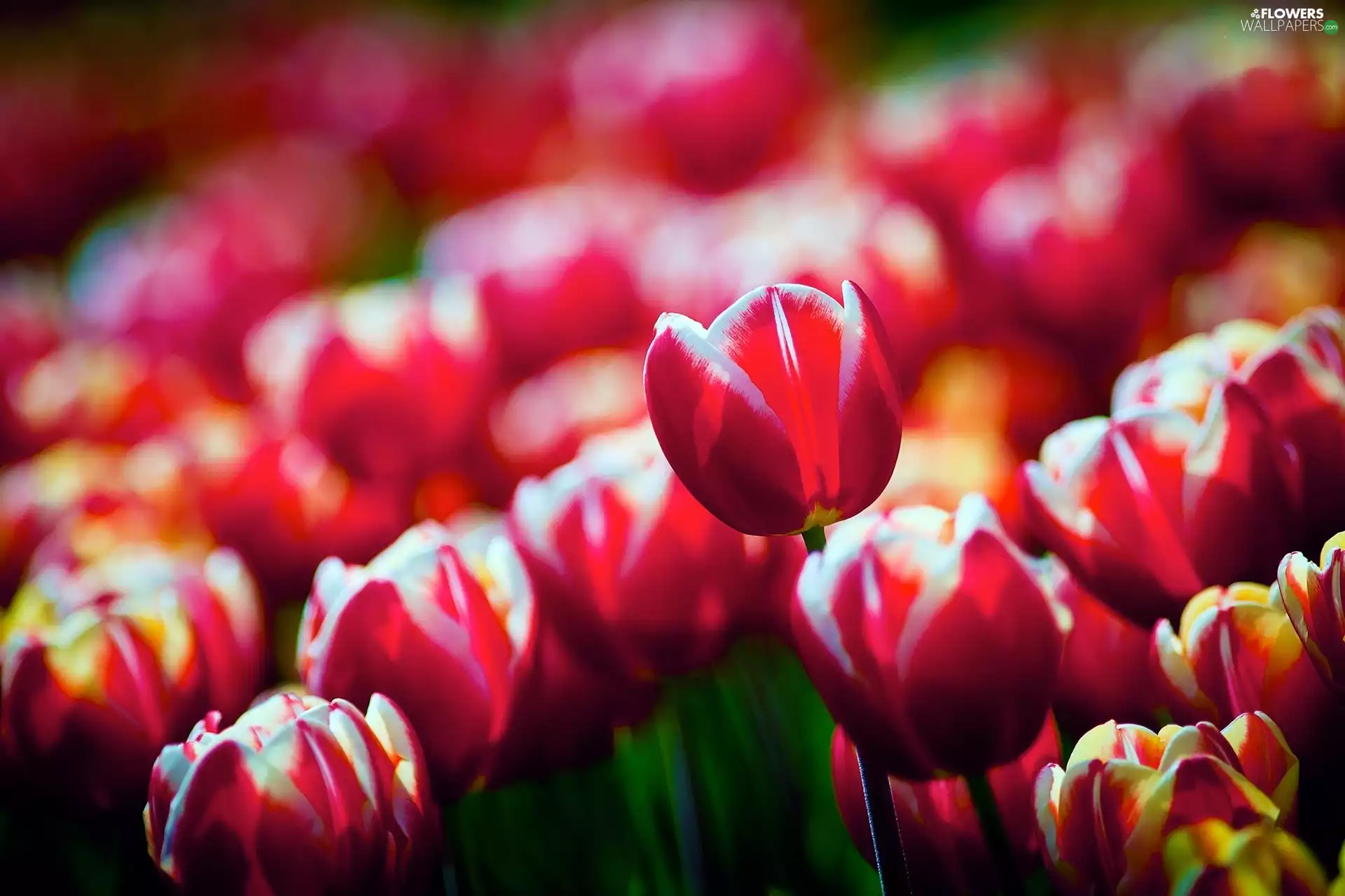 Red, Tulips