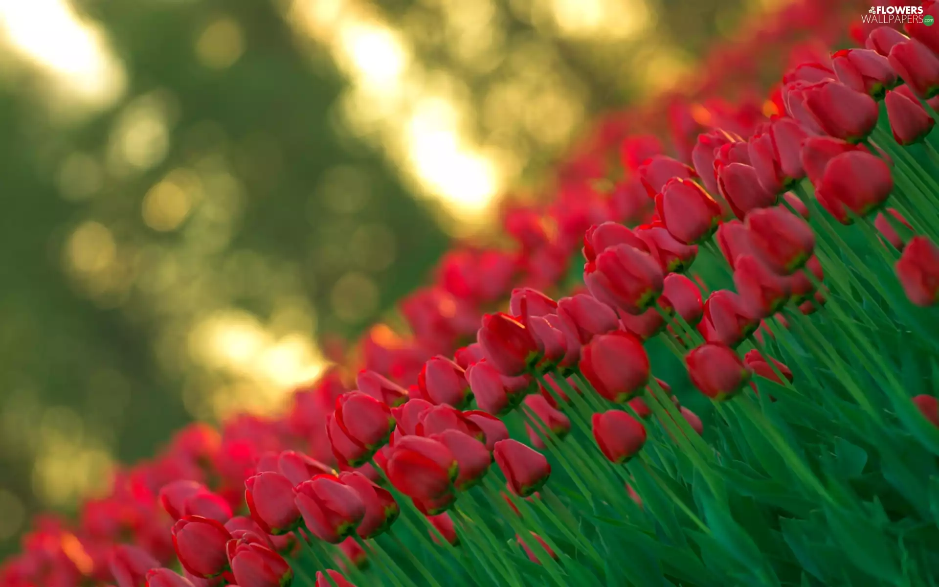 Red, Tulips