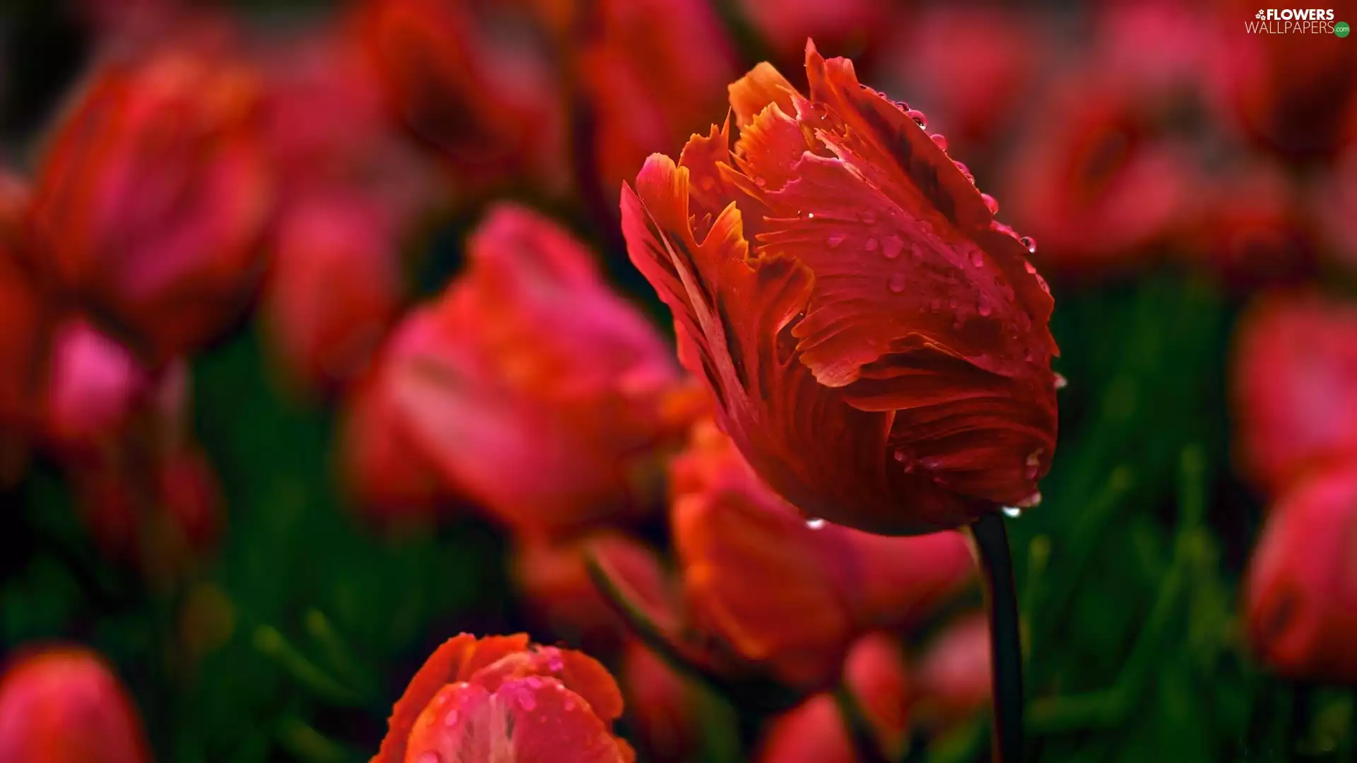 Red, Tulips