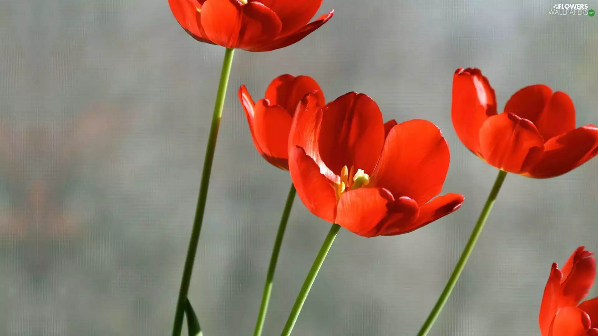 Red, Tulips