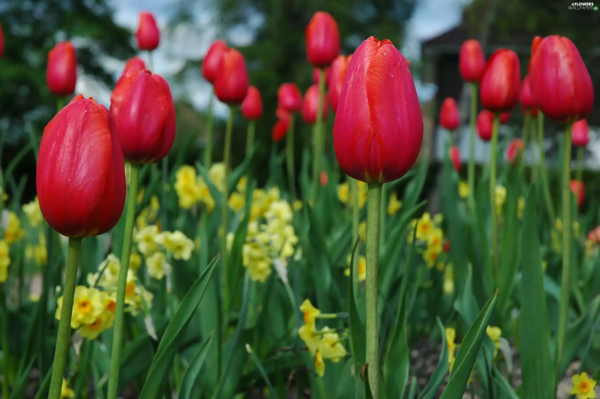 Red, Tulips