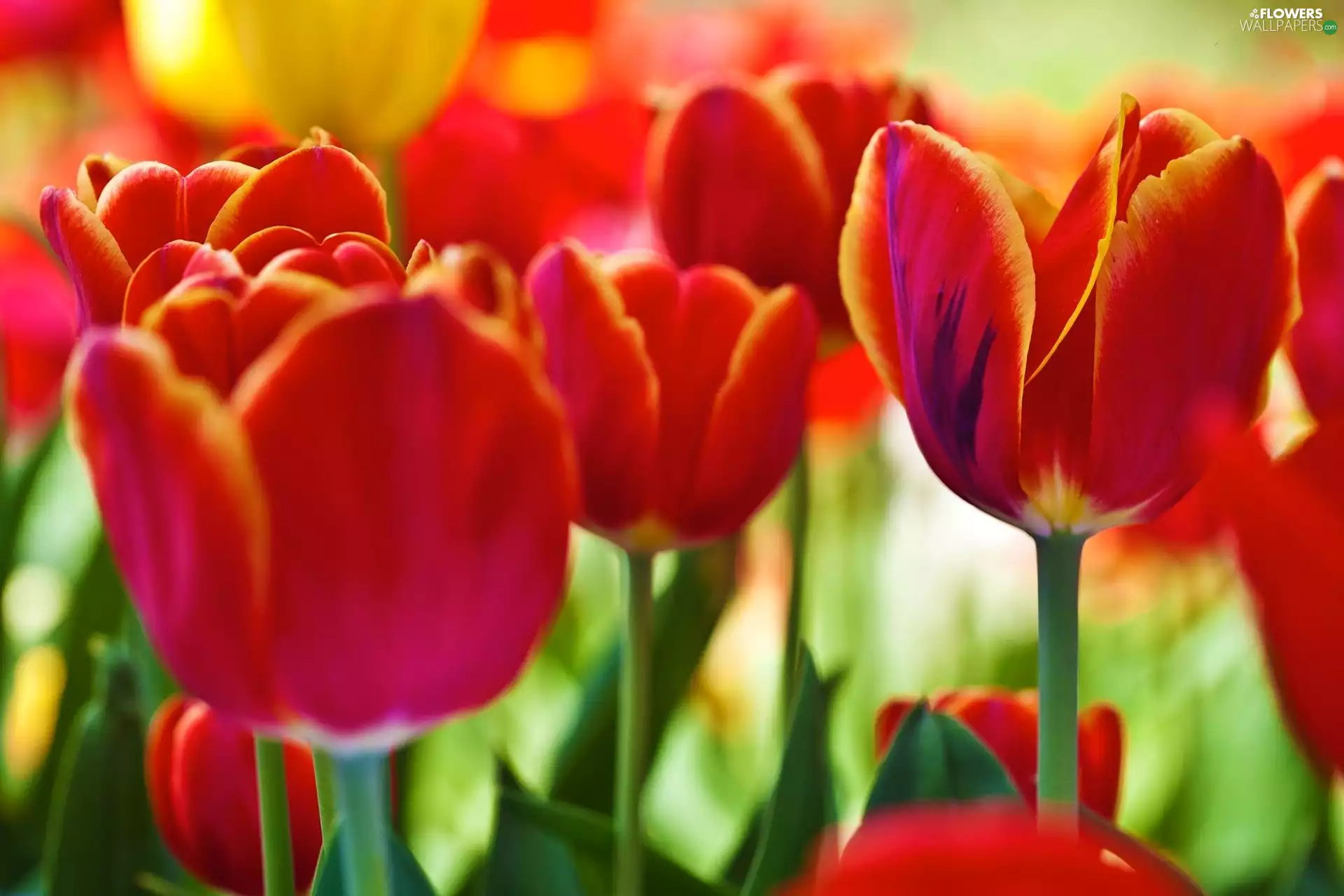 Red, Tulips