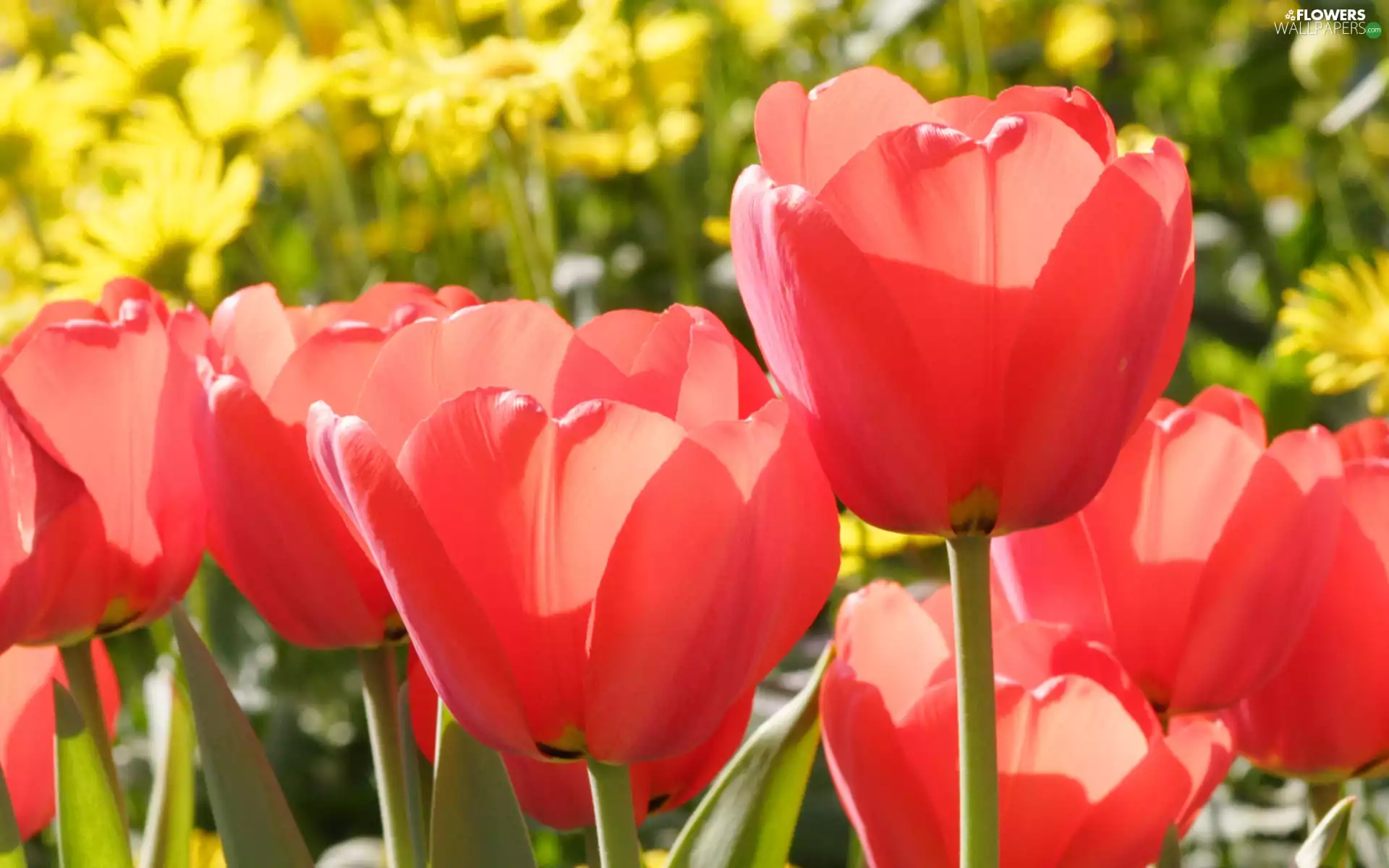 Red, Tulips