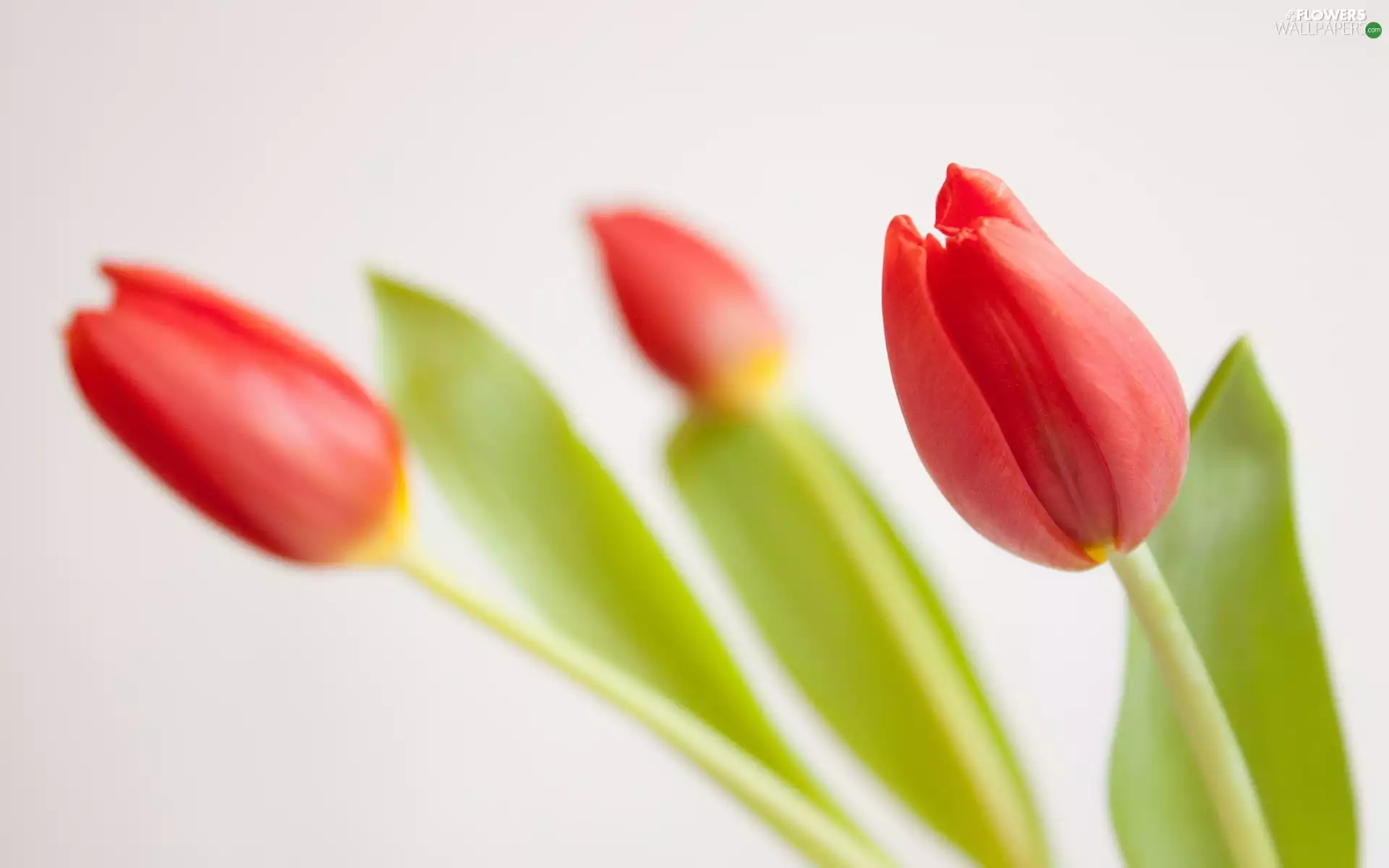 Red, Tulips