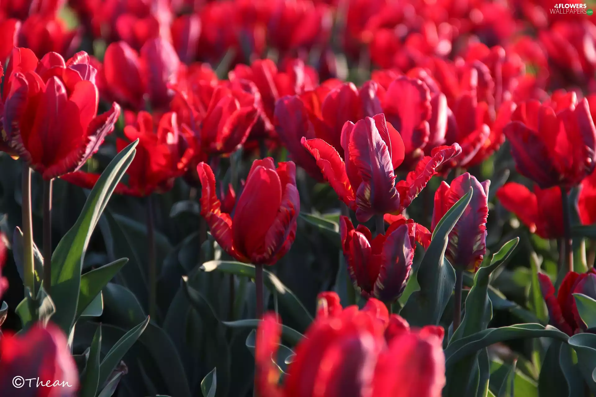 Red, Tulips