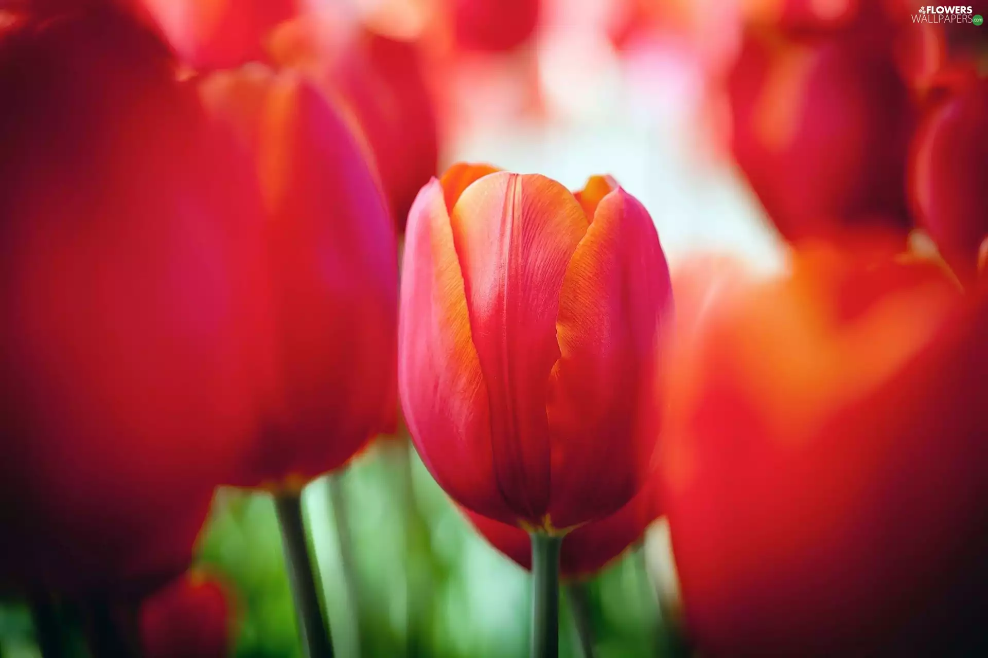 Red, Tulips