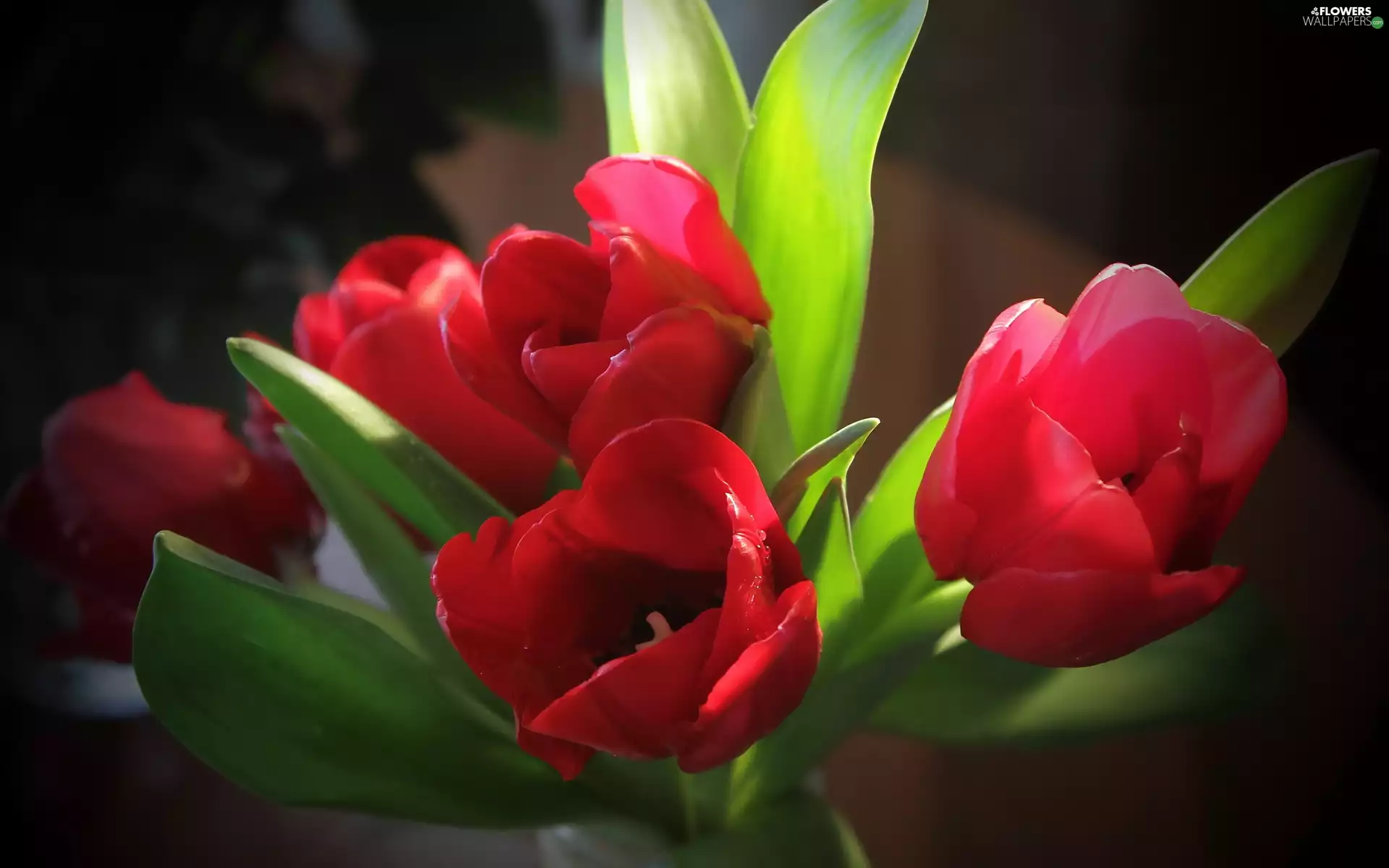 Red, Tulips