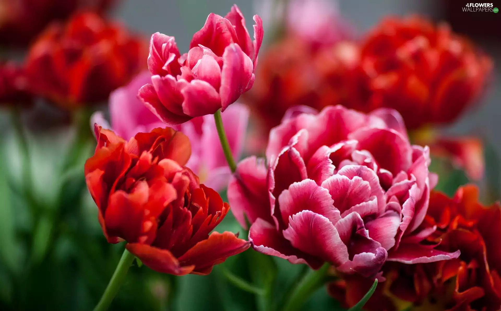 Red, Tulips