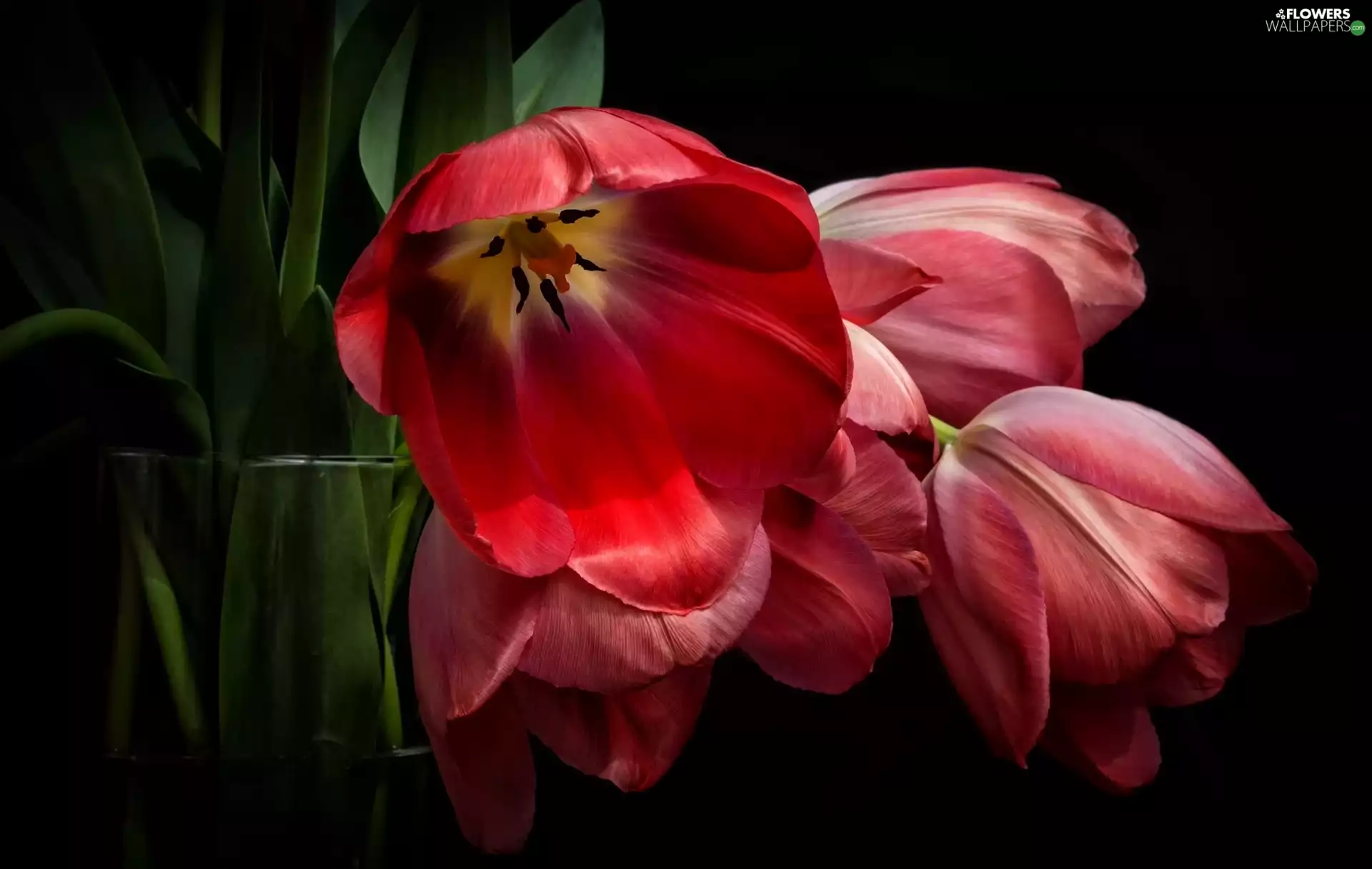 Vase, black background, Tulips, Flowers, Red