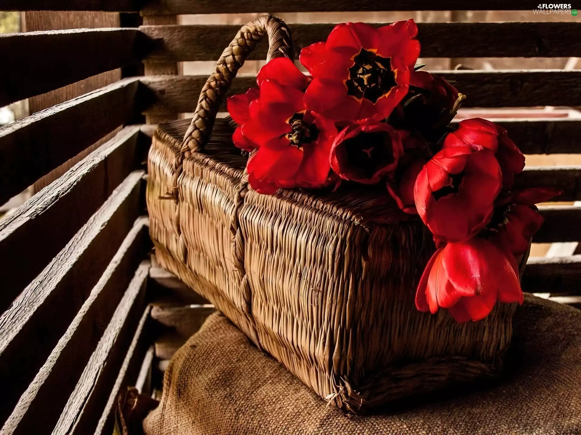 Tulips, basket, Red