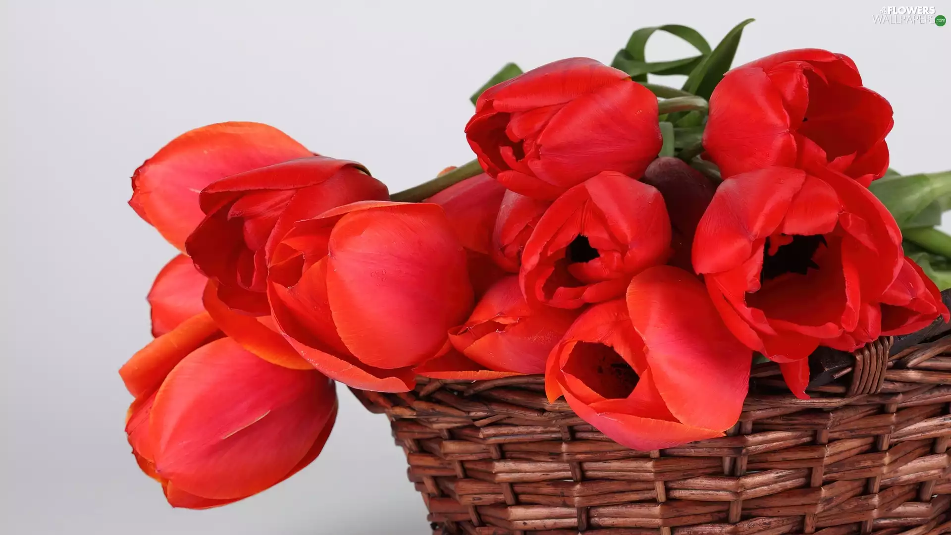 Tulips, basket, Red