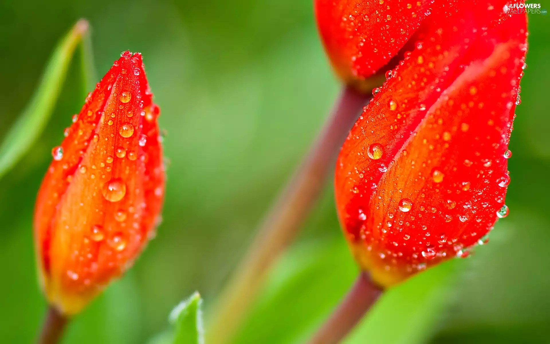 Tulips, beatyfull, Red