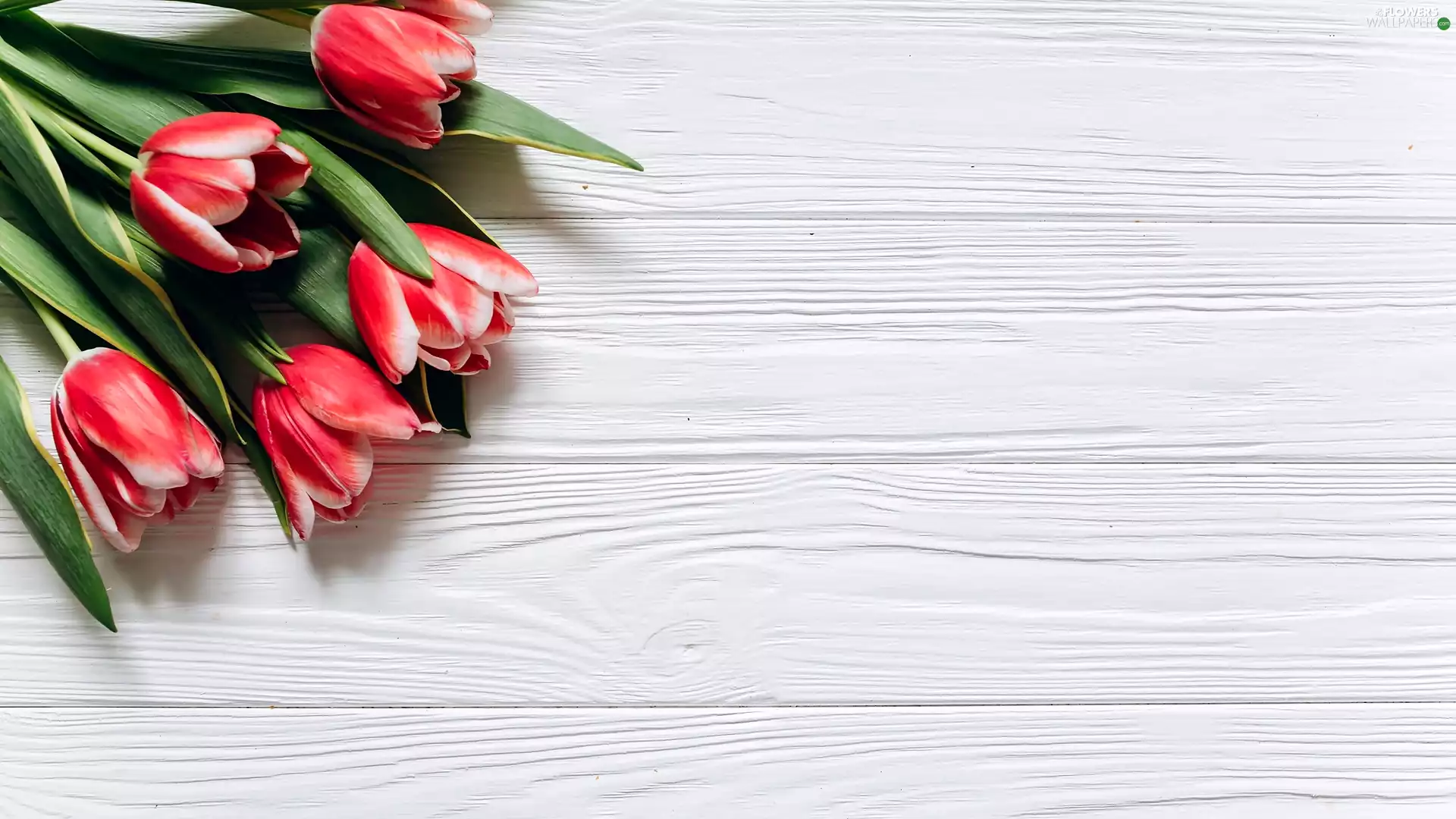 Red, White, boarding, Tulips