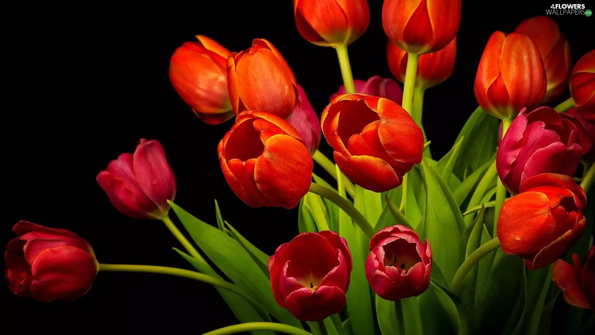 Tulips, bouquet, Red