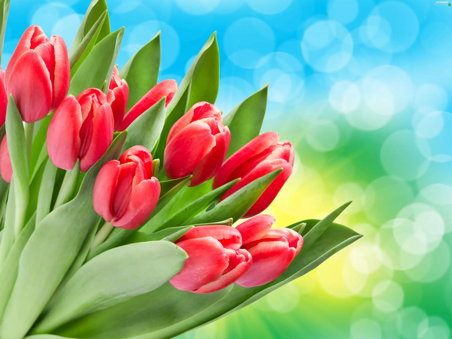 Tulips, bouquet, Red