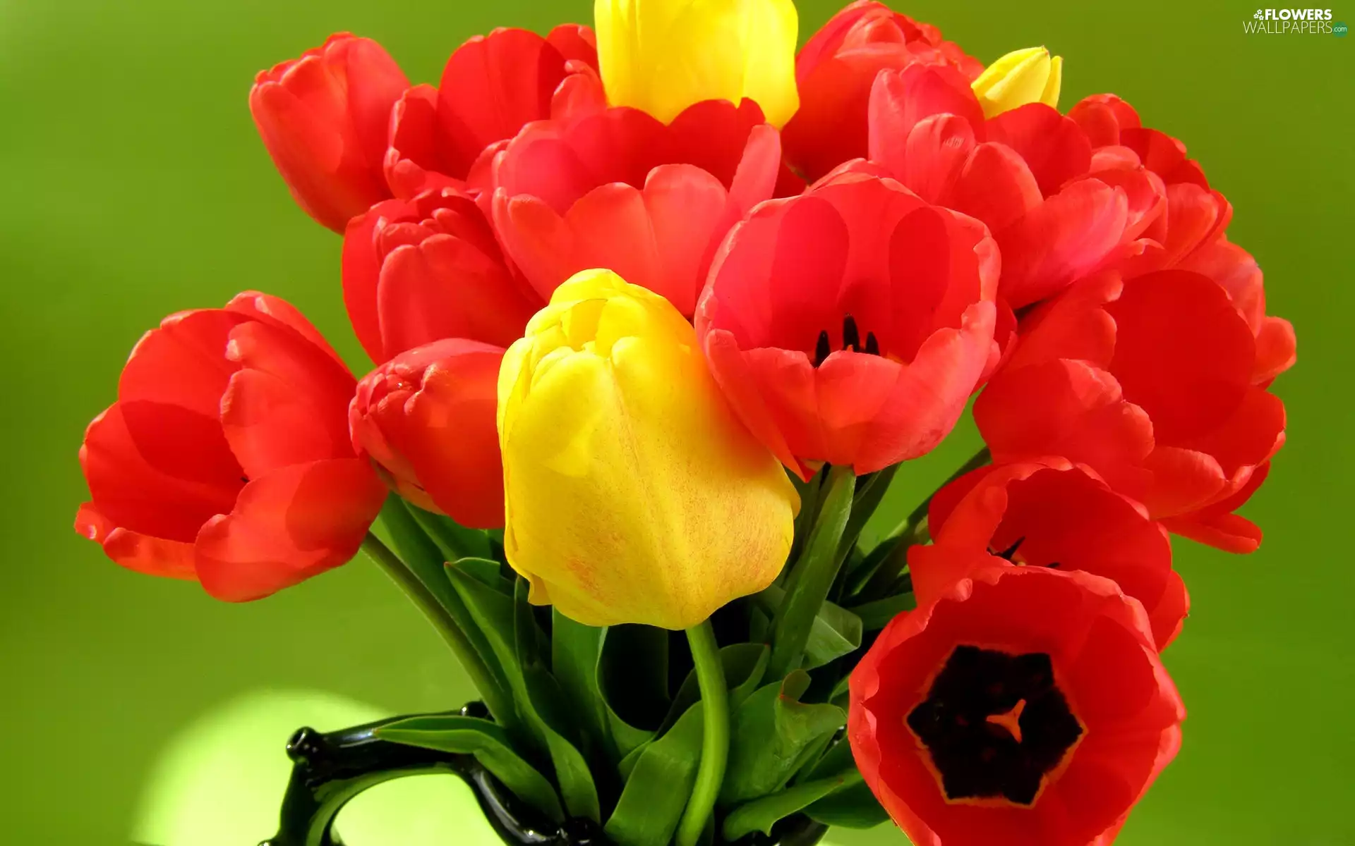 Tulips, bouquet, Red