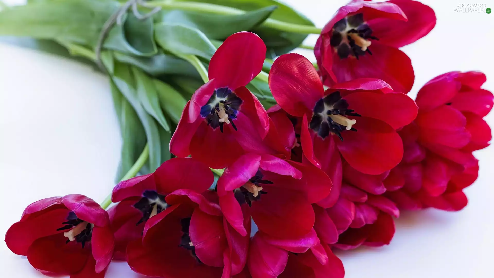Tulips, bouquet, Red