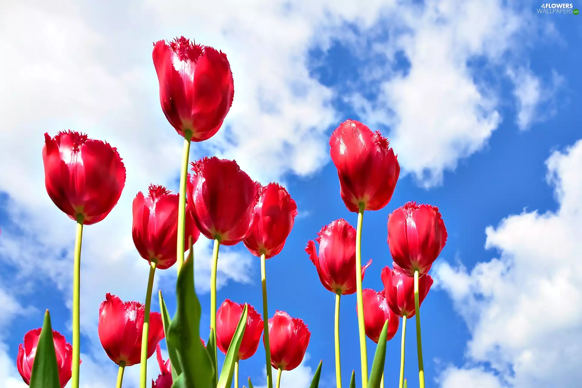Red, Sky, clouds, Tulips