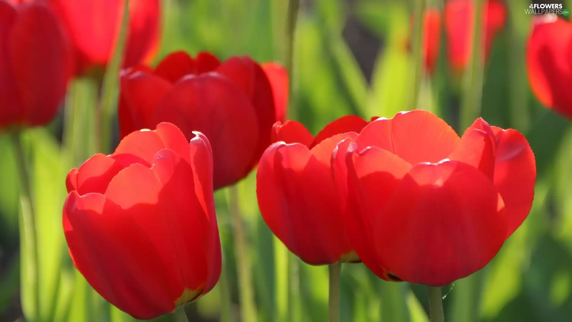 Tulips, developed, Red