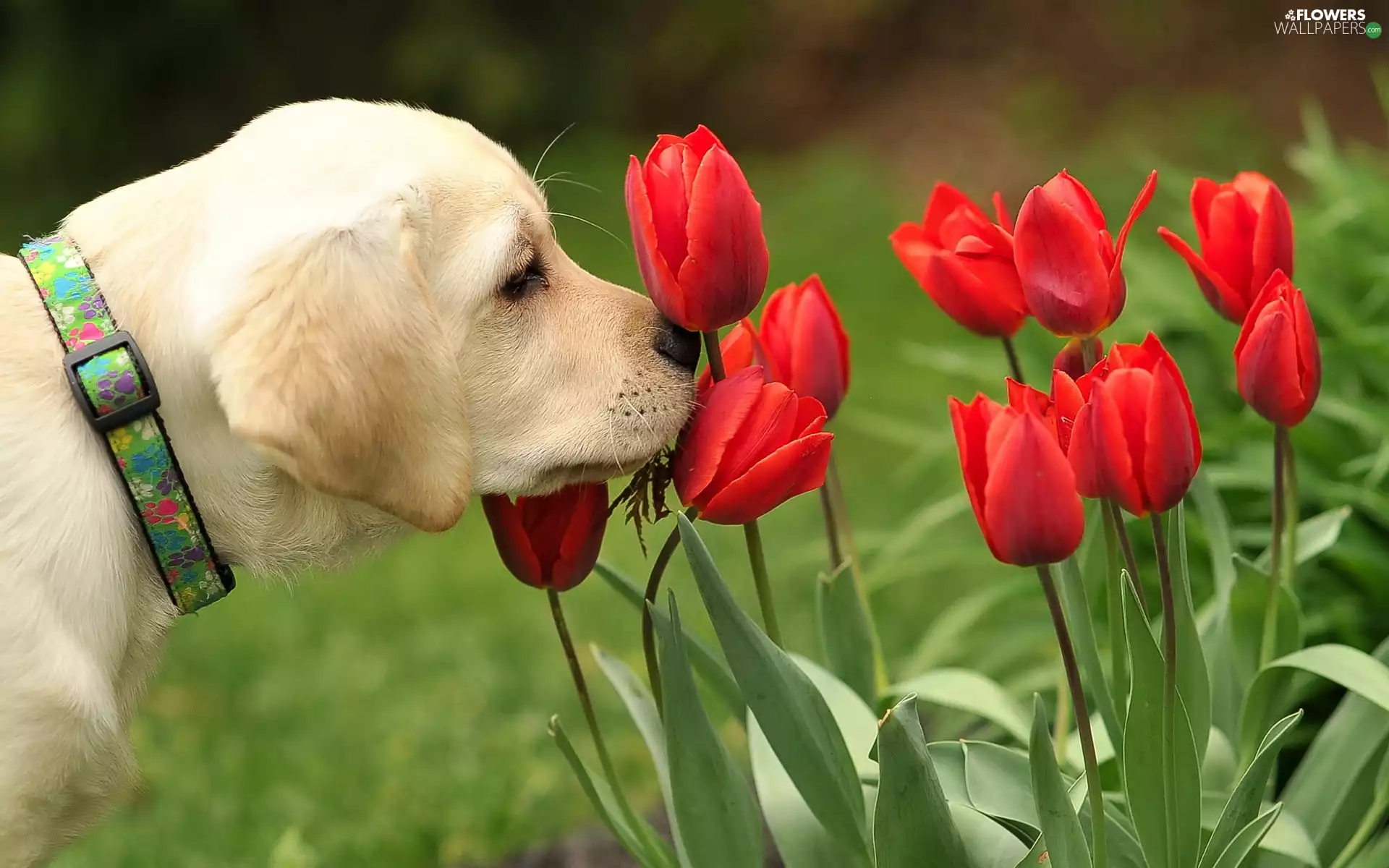 Tulips, dog, Red