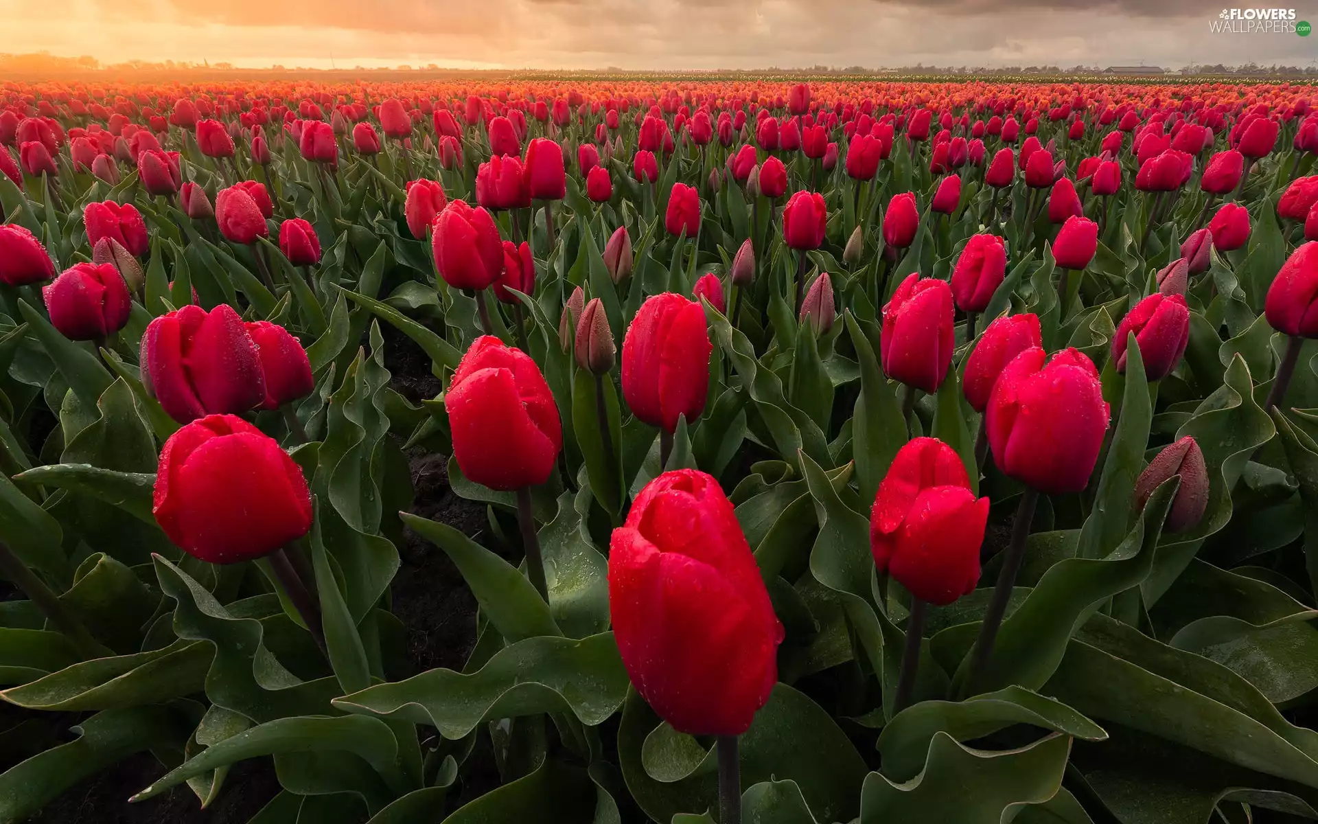 Tulips, Field, Red