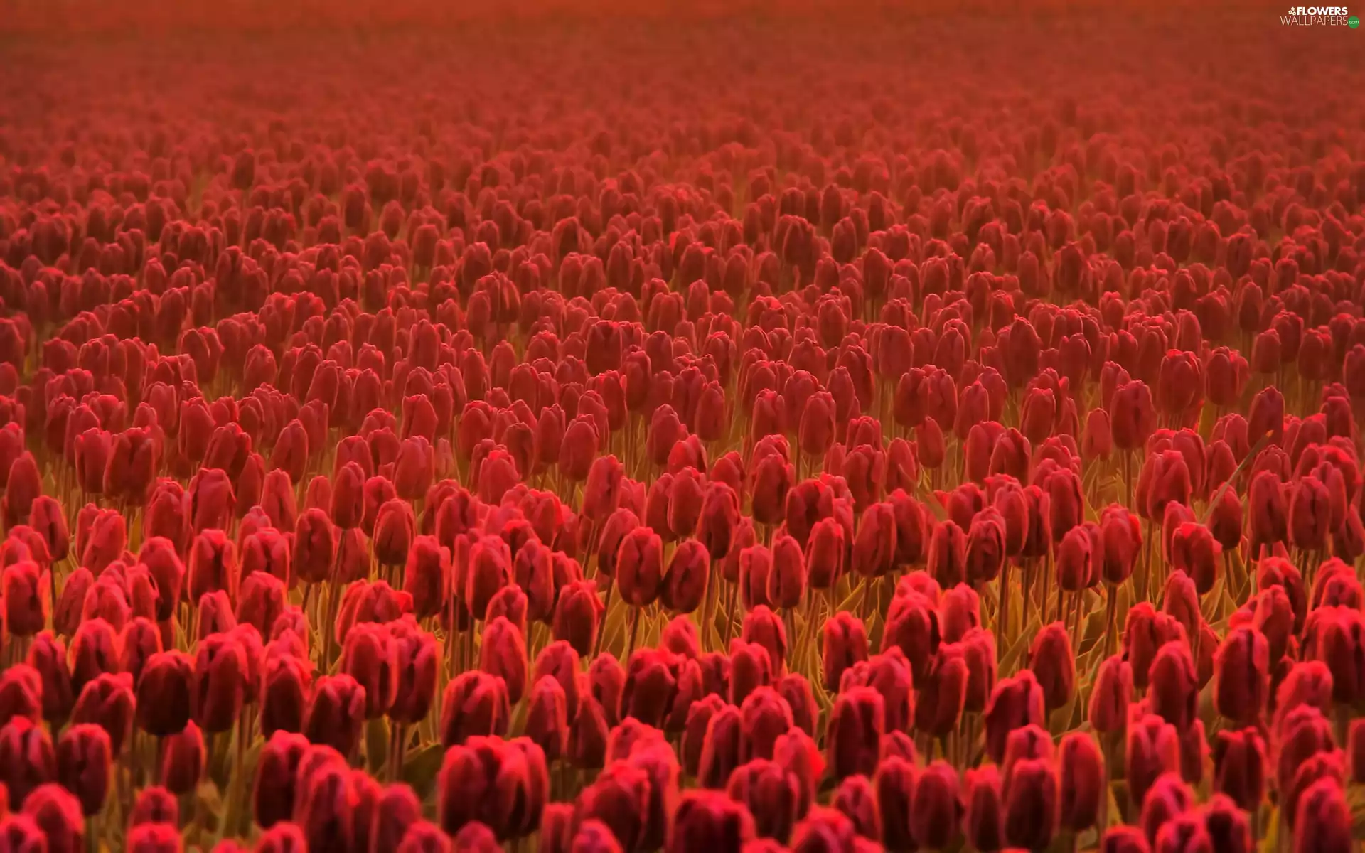 tulips, Field, red
