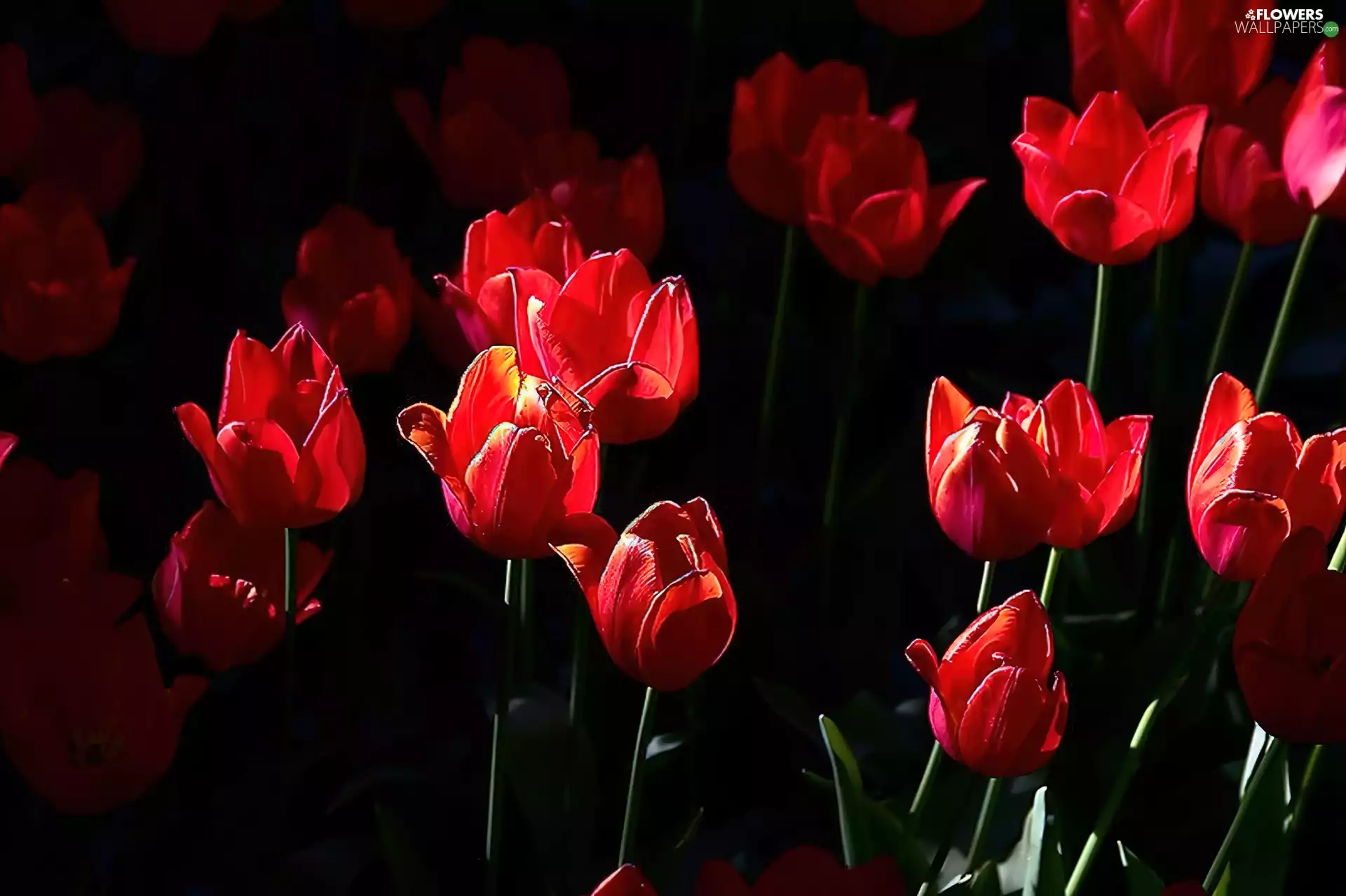 Tulips, Flowers, Red