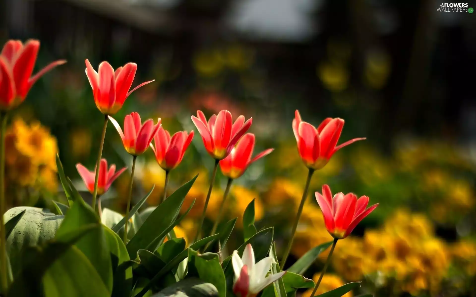 Tulips, Flowers, Red