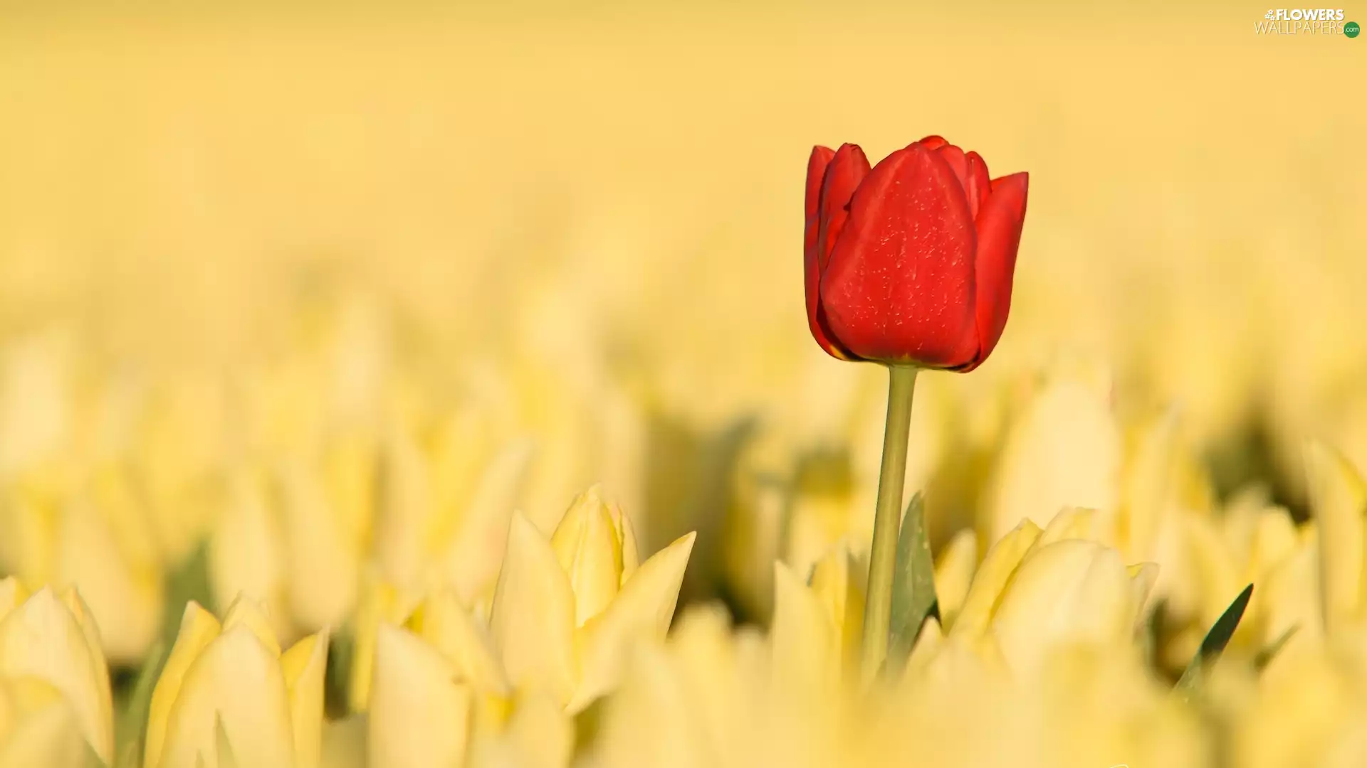 Yellow, Tulips, Red, tulip, Flowers