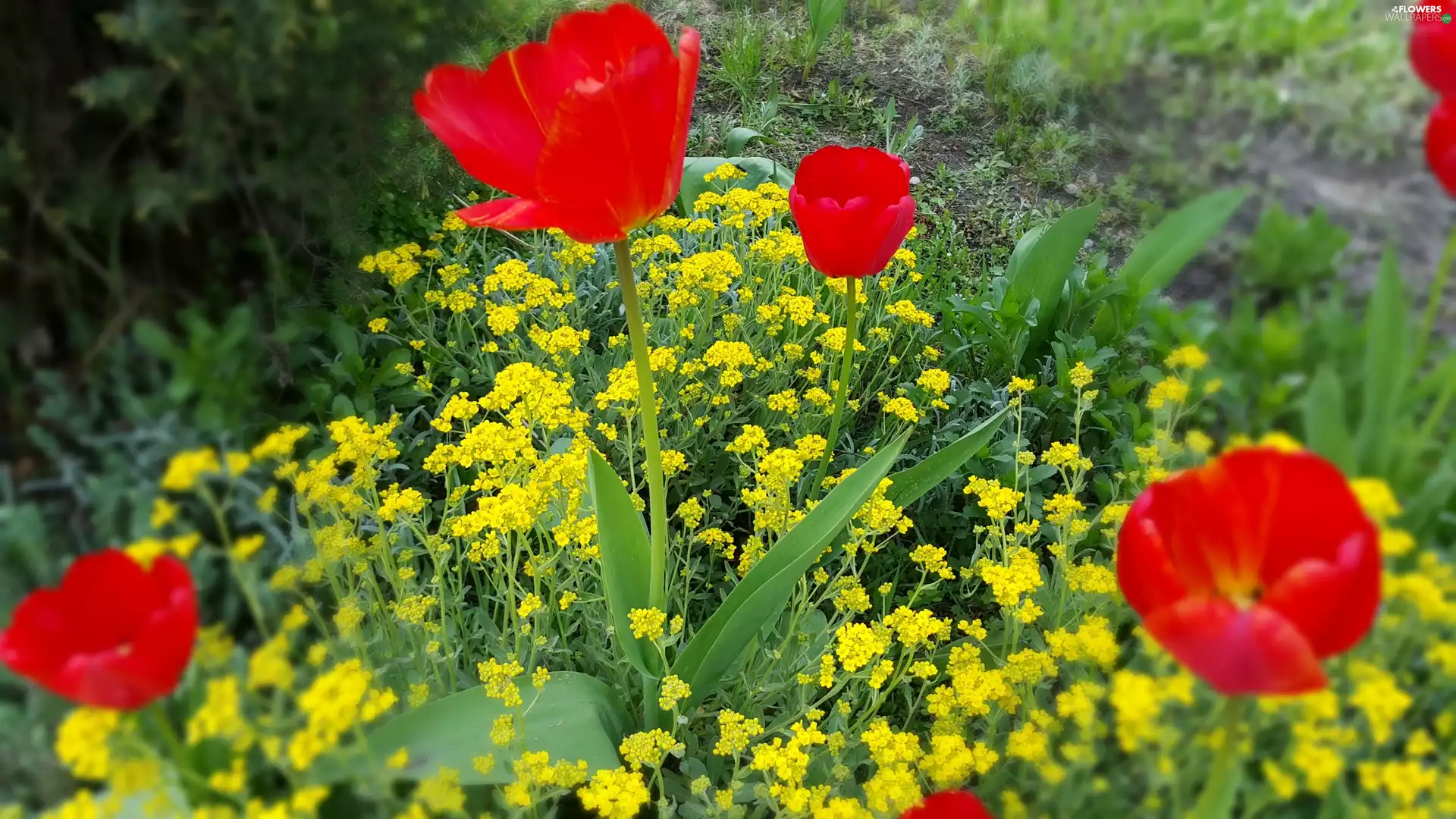 Red, Yellow, Flowers, Tulips