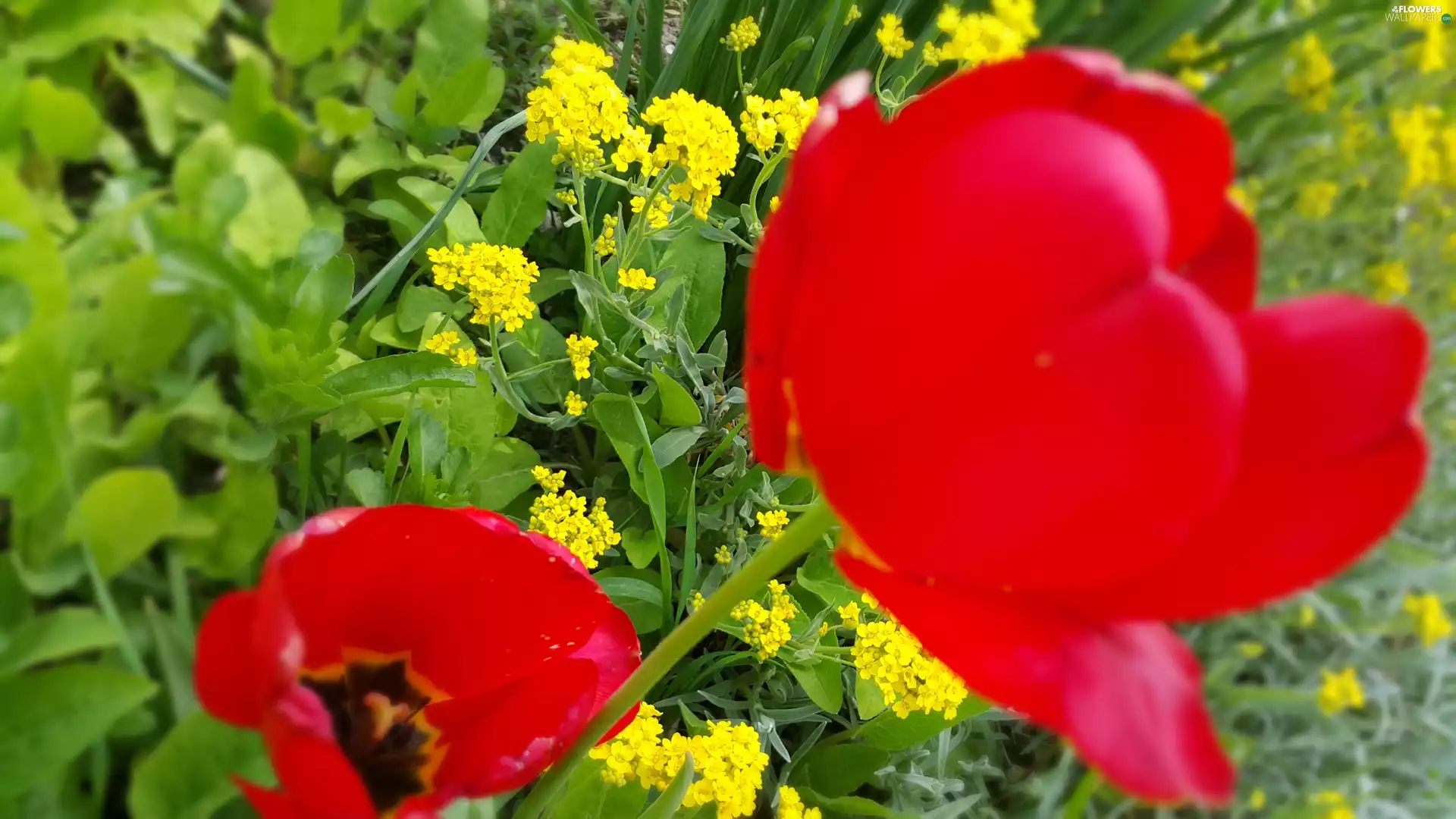 Red, Yellow, Flowers, Tulips