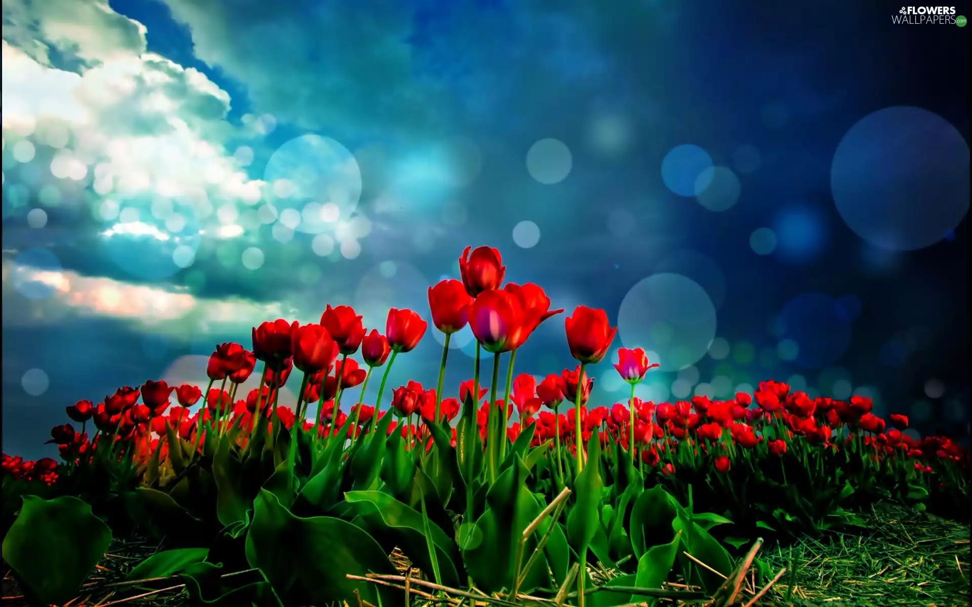 Red, Sky, glamour, Tulips