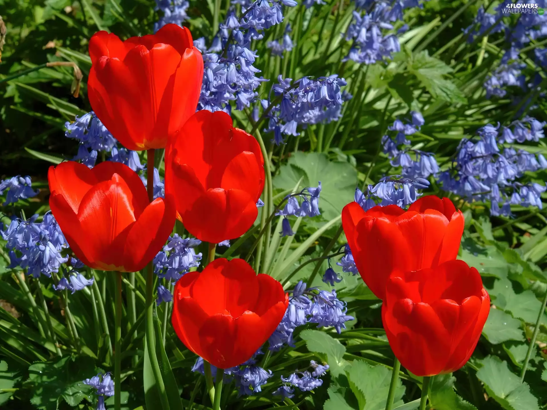 Red, blue, hyacinth, Tulips
