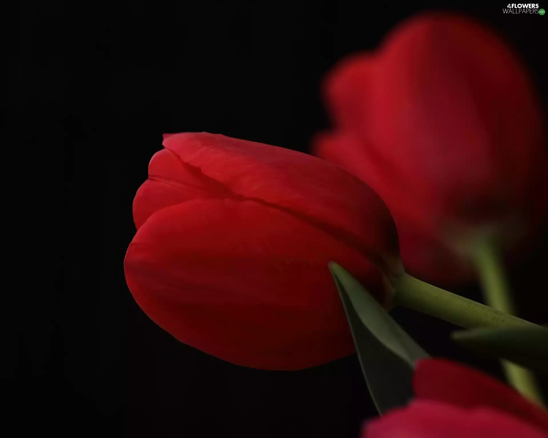 Red, stalk, Leaf, Tulips