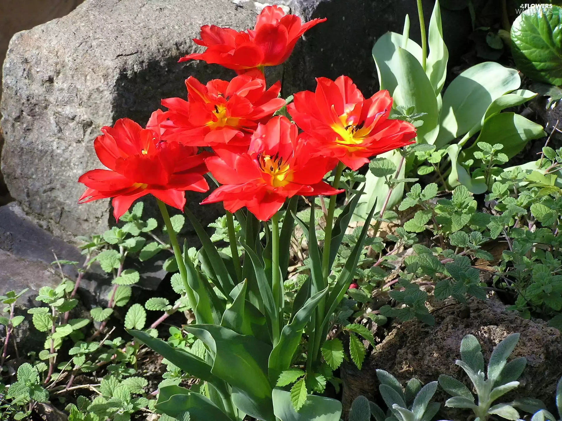 Red, Plants, Stone, Tulips