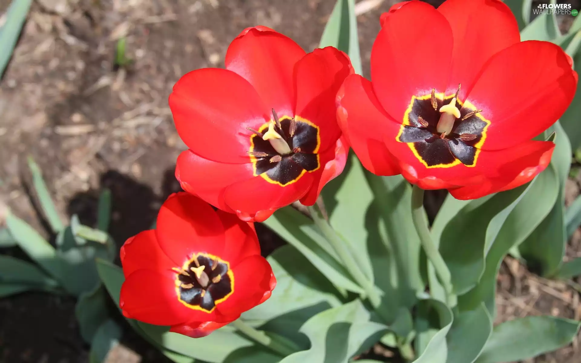 Tulips, Three, Red