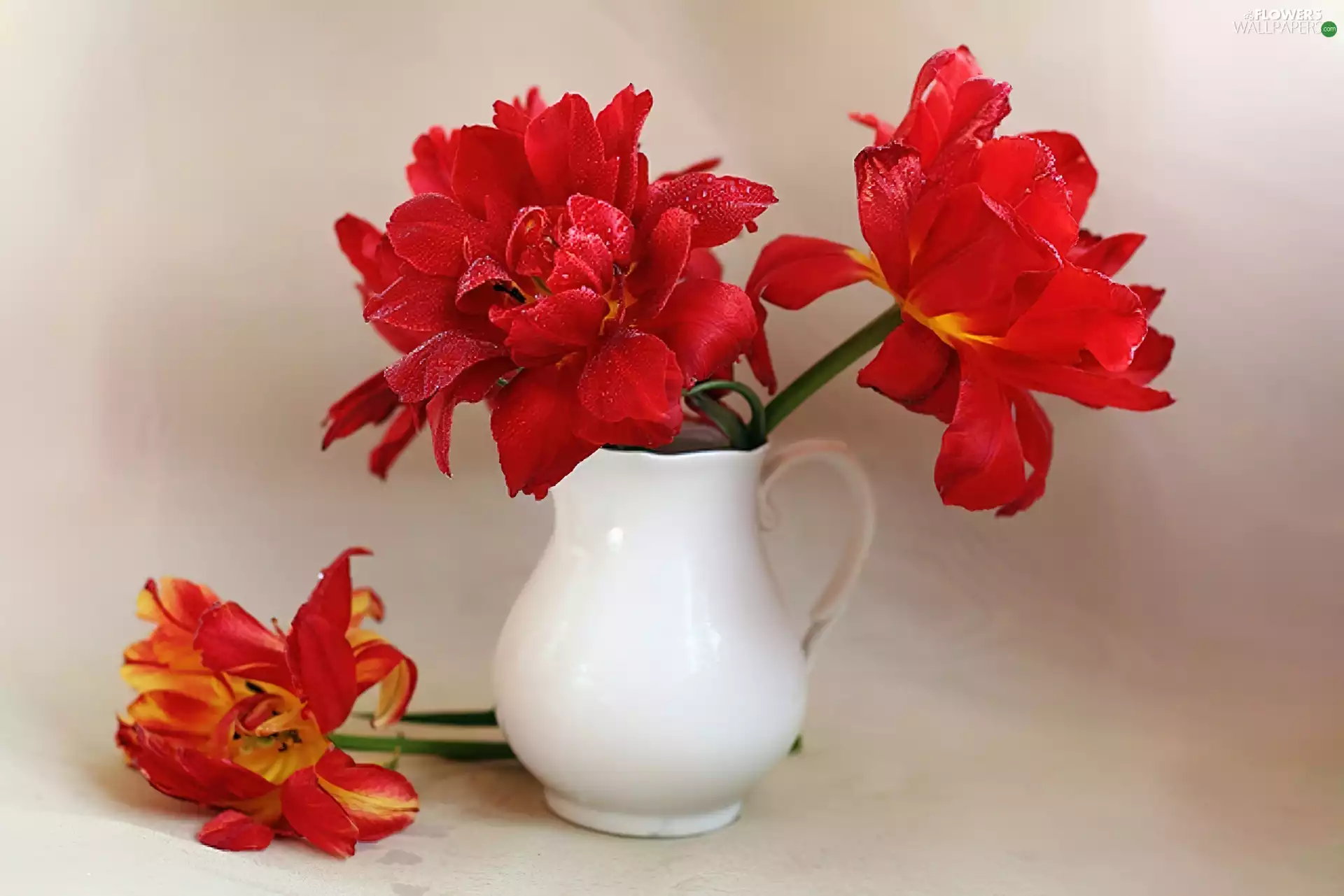 Red, polylobal, Vase, Tulips