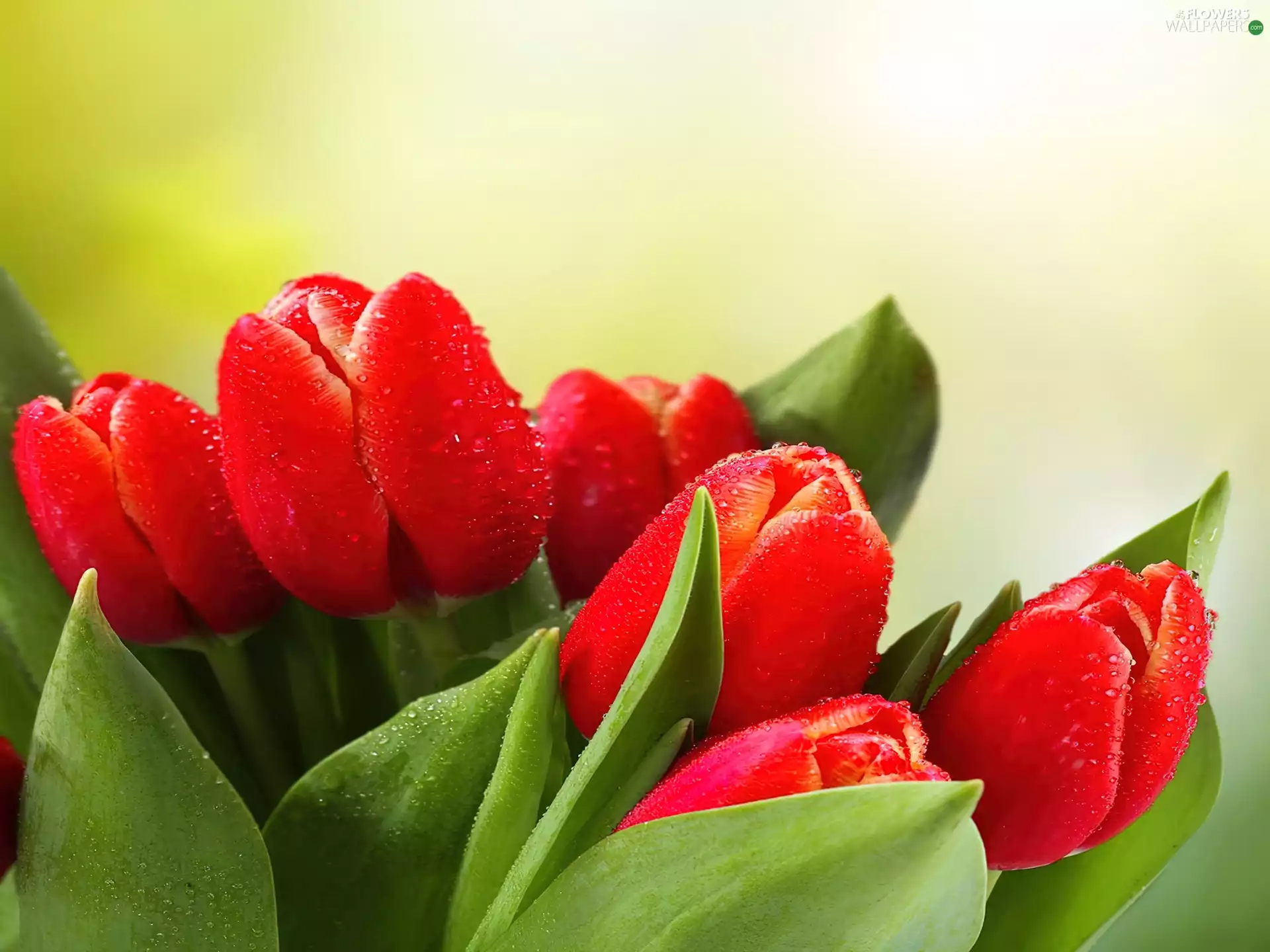 Red, drops, water, Tulips